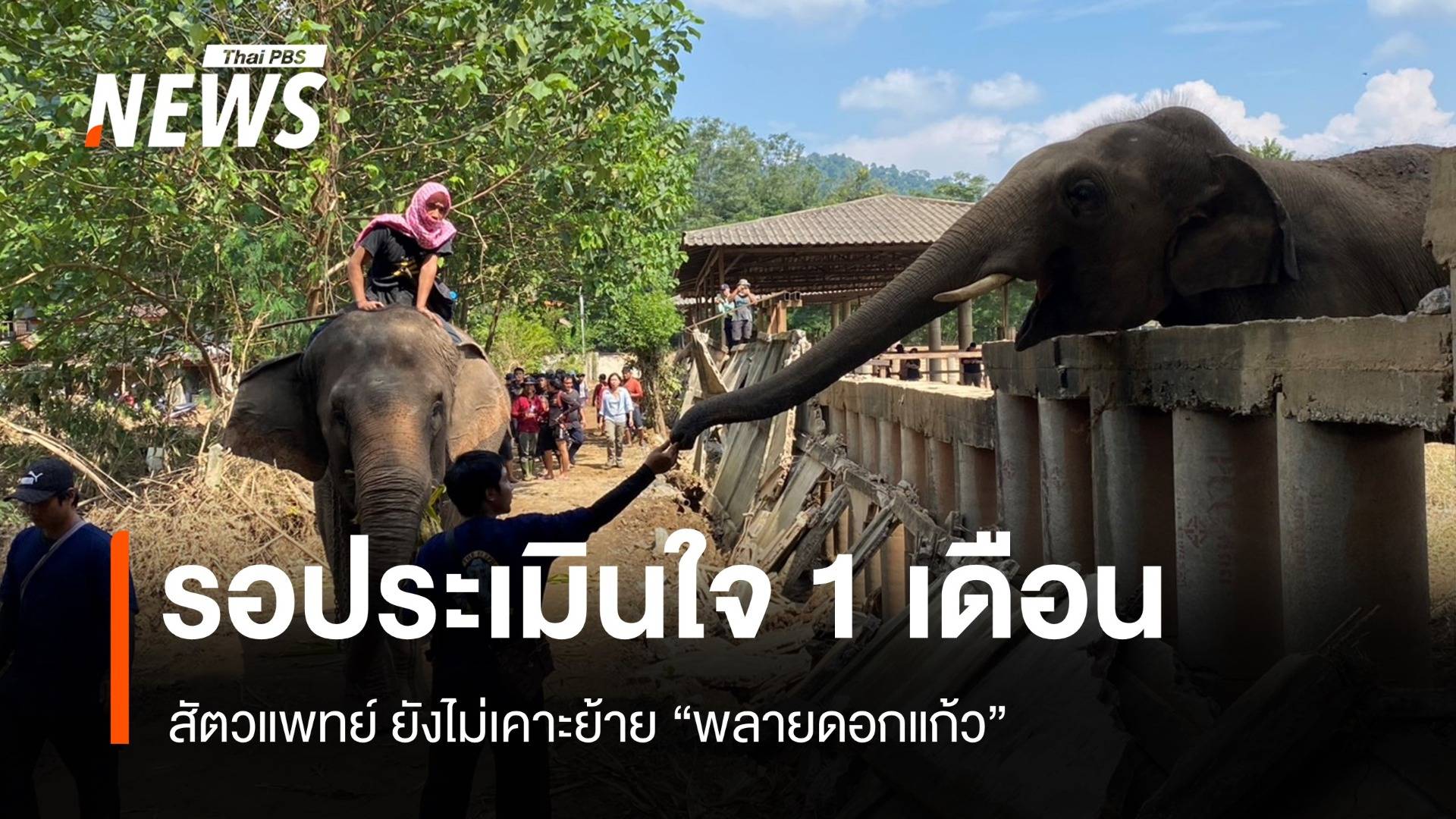 ดรามาย้ายช้าง รอ 1 เดือนประเมินใจ "ดอกแก้ว" เพิ่งพ้นน้ำท่วม