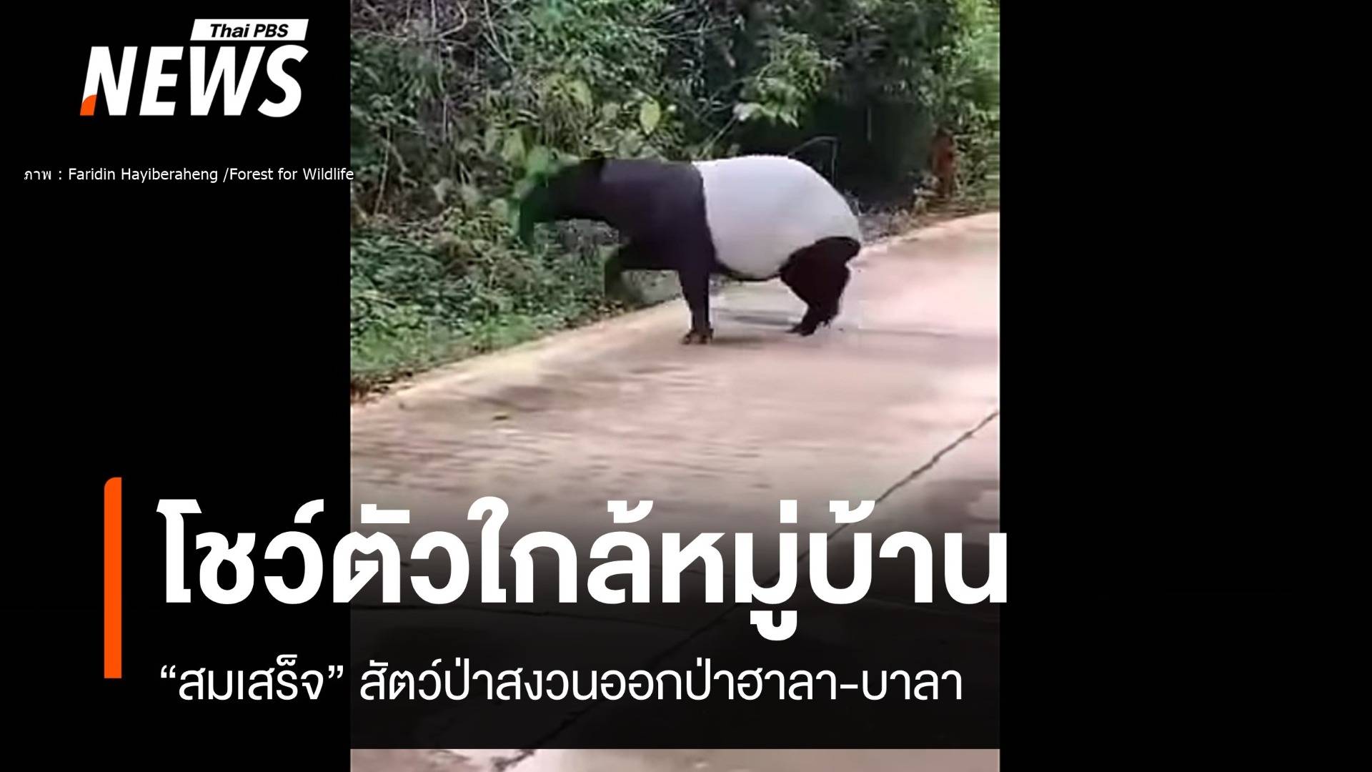 หาดูยาก! "สมเสร็จ" สัตว์ป่าหายากโผล่ใกล้หมู่บ้านบูเก๊ะตา