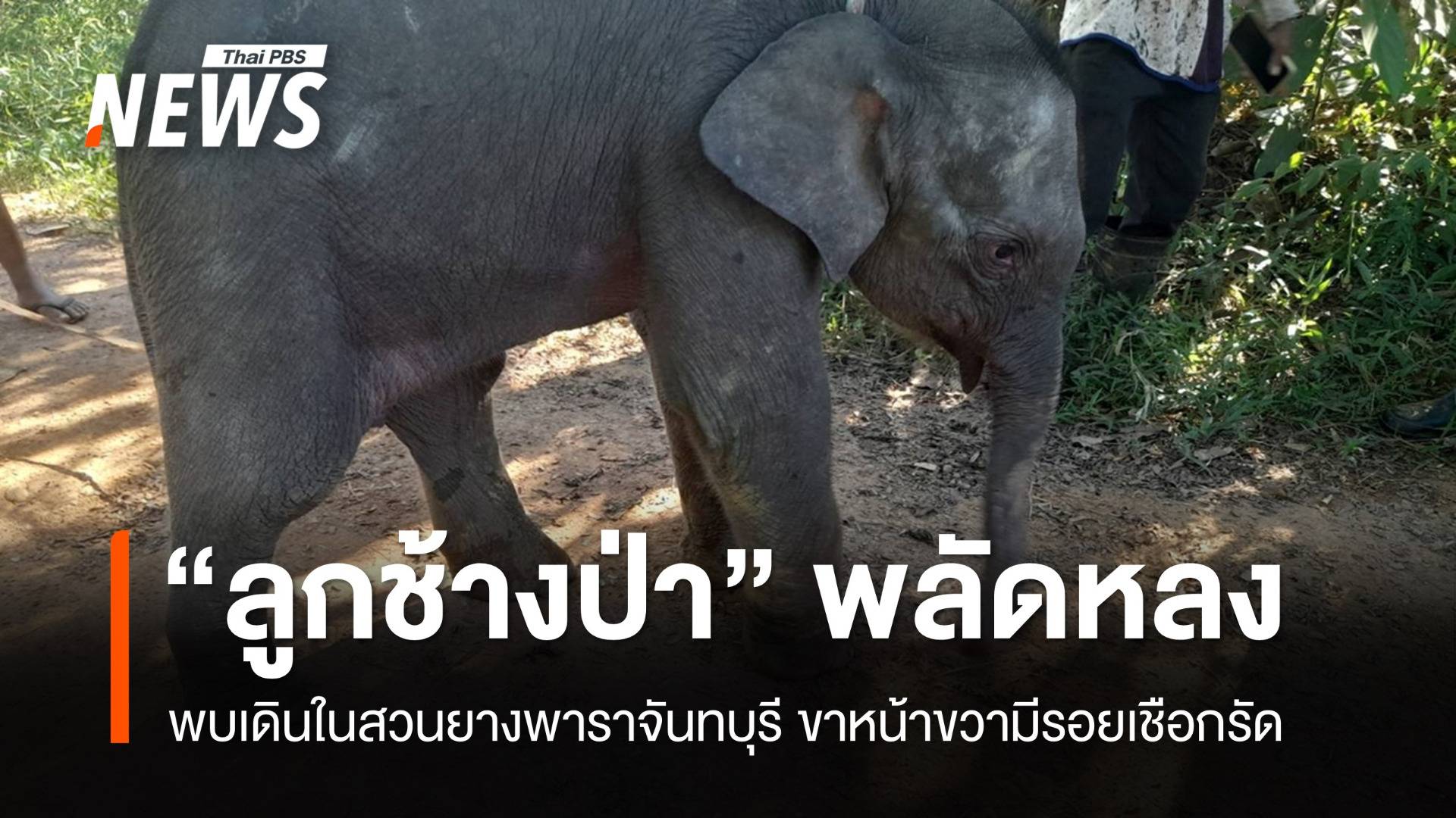 พบ "ลูกช้างป่า" พลัดหลงแก่งหางแมว ขาหน้าขวามีรอยเชือกรัด