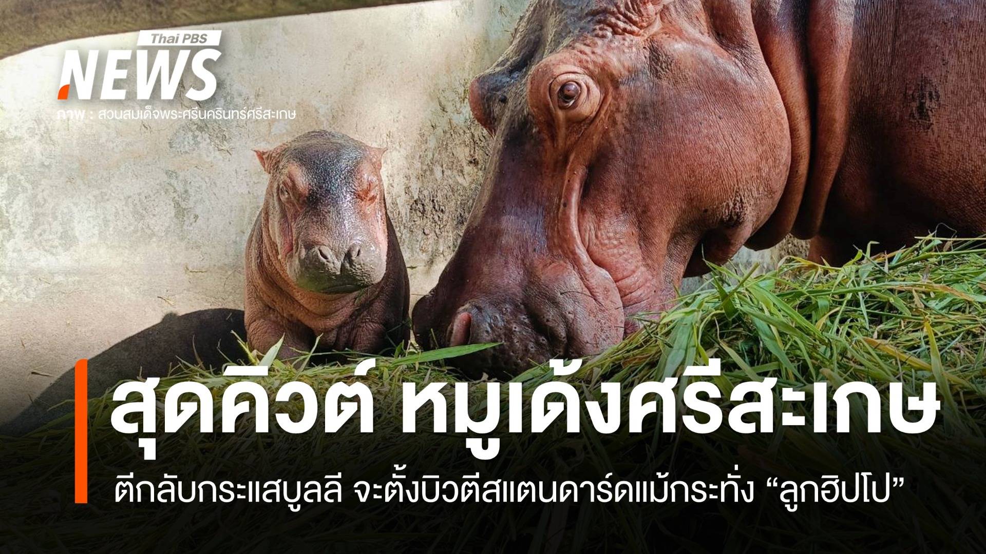 ตีกลับกระแสบูลลี แห่ชมความน่ารักลูกฮิปโป "หมูเด้งศรีสะเกษ" 