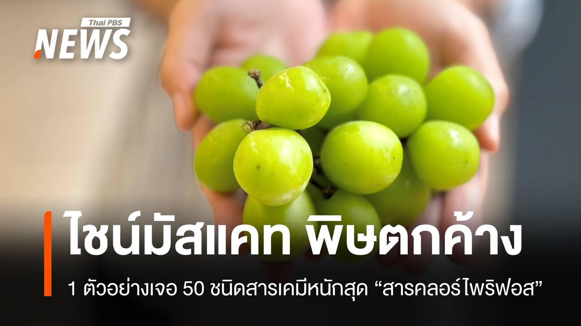 องุ่นไชน์มัสแคทพบ "คลอร์ไพริฟอส" บางตัวอย่าง 50 พิษตกค้าง
