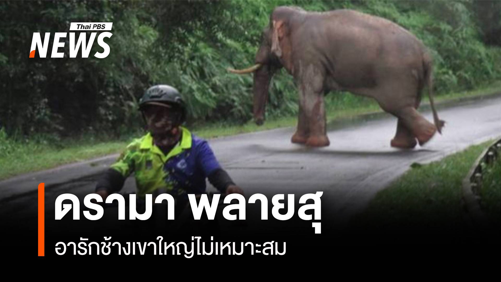 ดรามา! "พลายสุ" ปมอารักขาไม่เหมาะสม