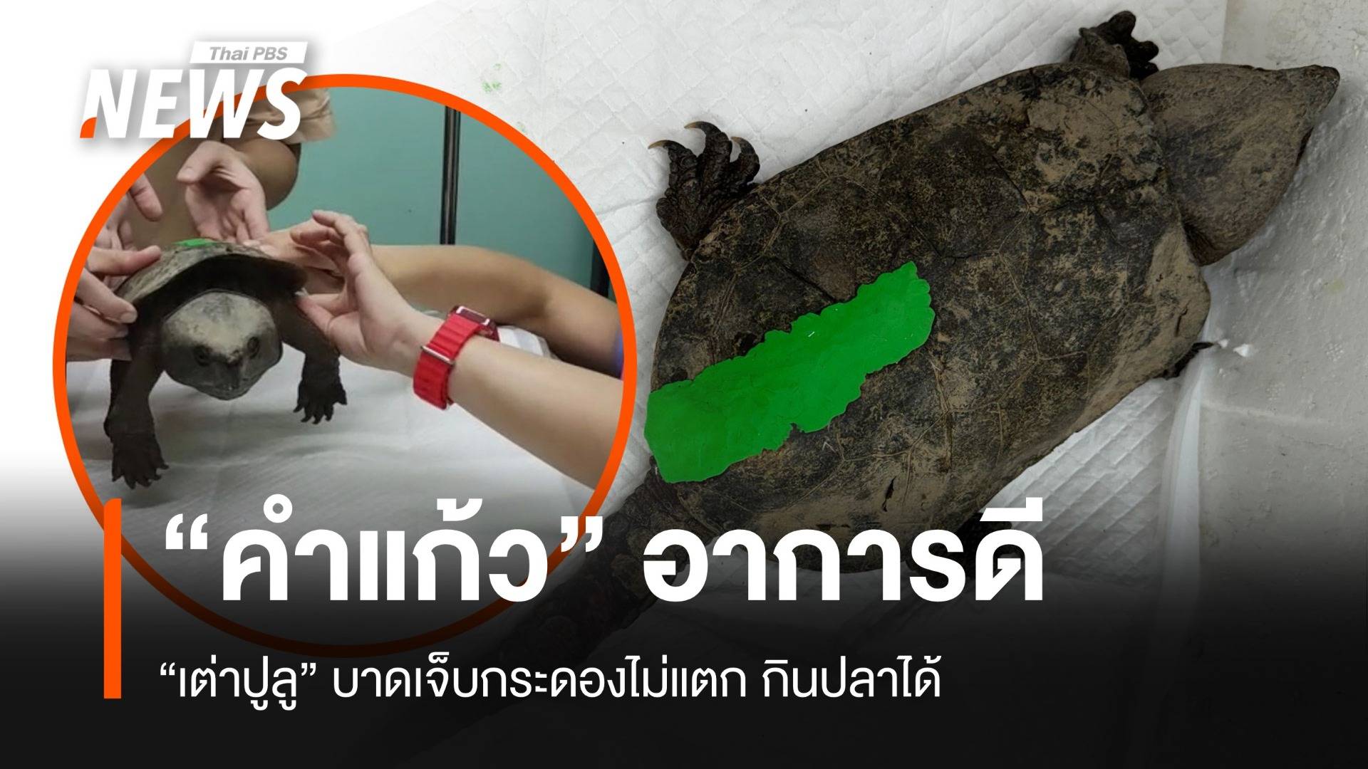 "คำแก้ว" เต่าปูลูอาการดีขึ้น กระดองไม่แตก รอเช็กอีกรอบ 4 พ.ย.