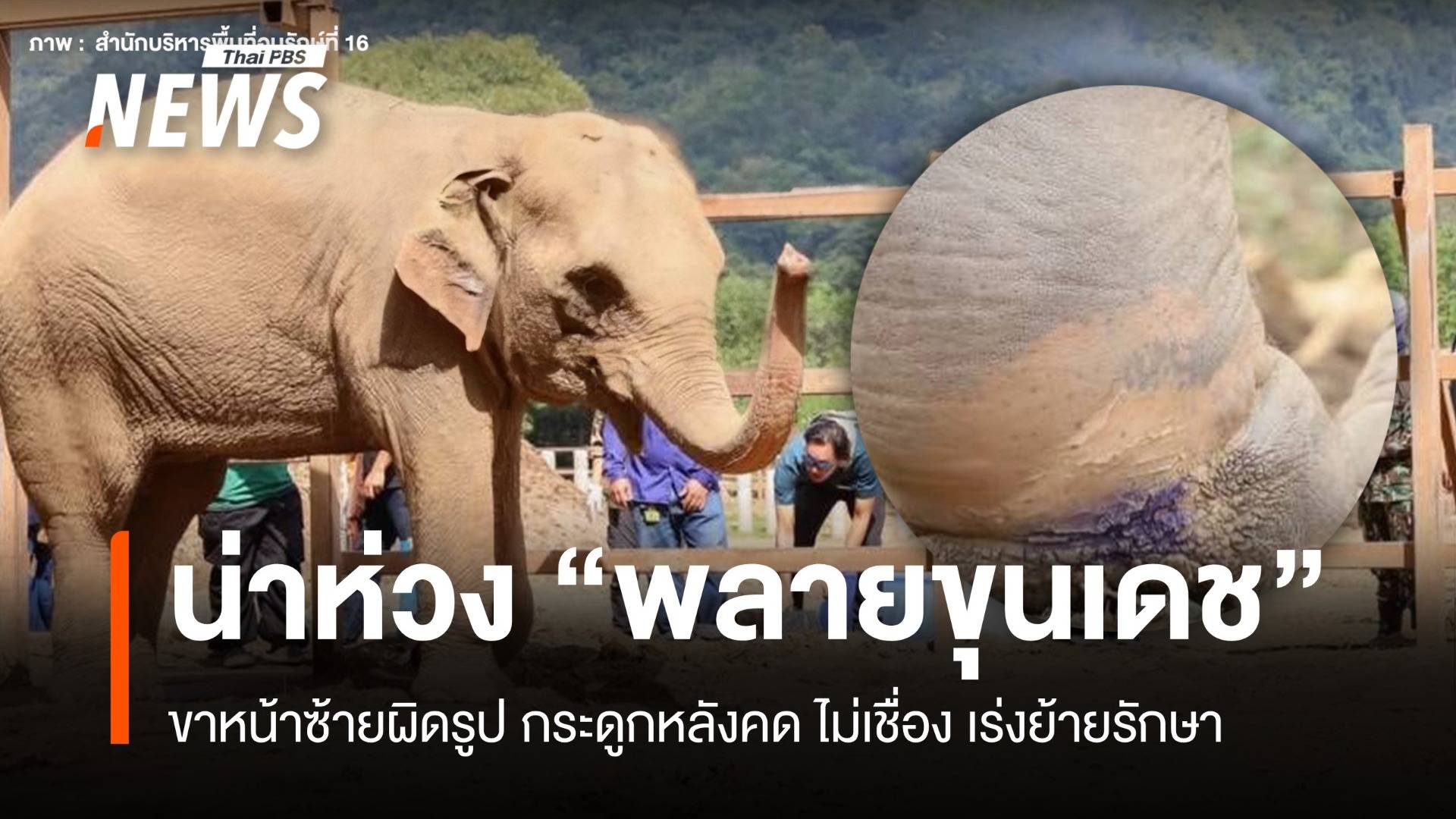 น่ากังวล "พลายขุนเดช" ขาหน้าซ้ายผิดรูป-กระดูกหลังคด-คุมไม่ได้