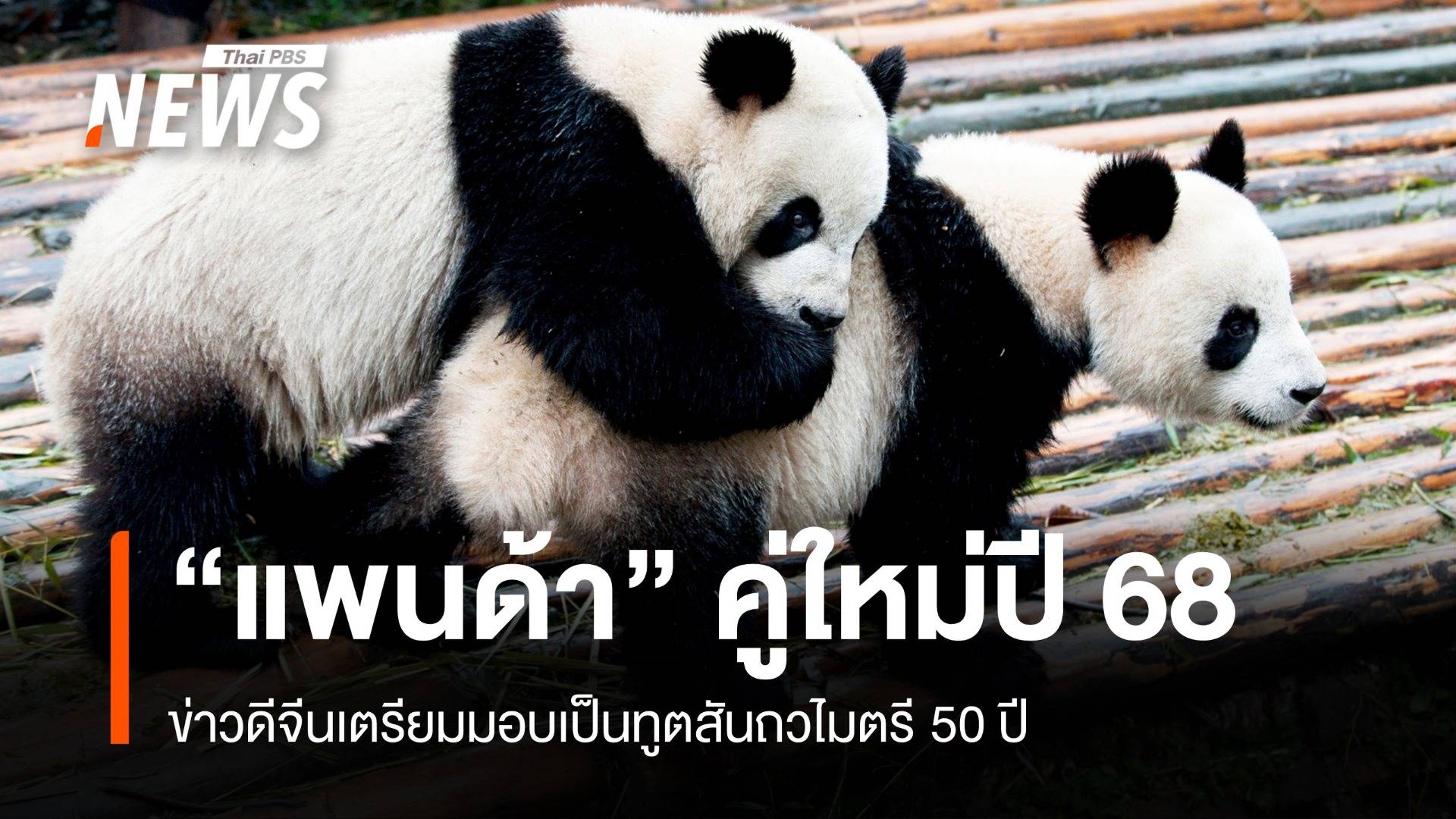 ปลัดทส.ยัน "แพนด้ายักษ์" คู่ใหม่มาไทยแน่ปี 68 