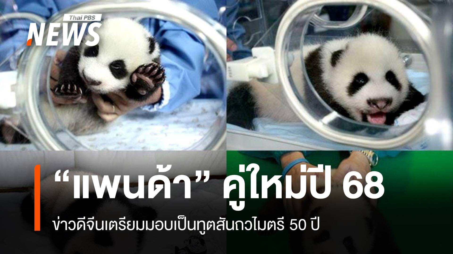 ปลัด ทส.ยัน "แพนด้ายักษ์" คู่ใหม่มาไทยแน่ปี 68