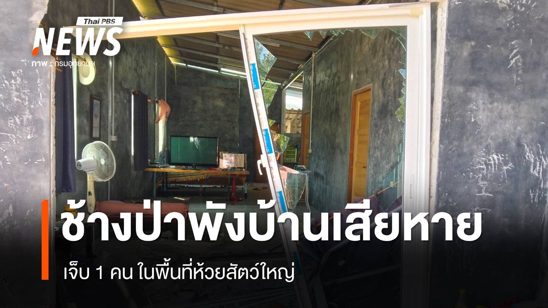 ช้างป่าแก่งกระจาน พังบ้านเสียหาย-เจ็บ 1 คน