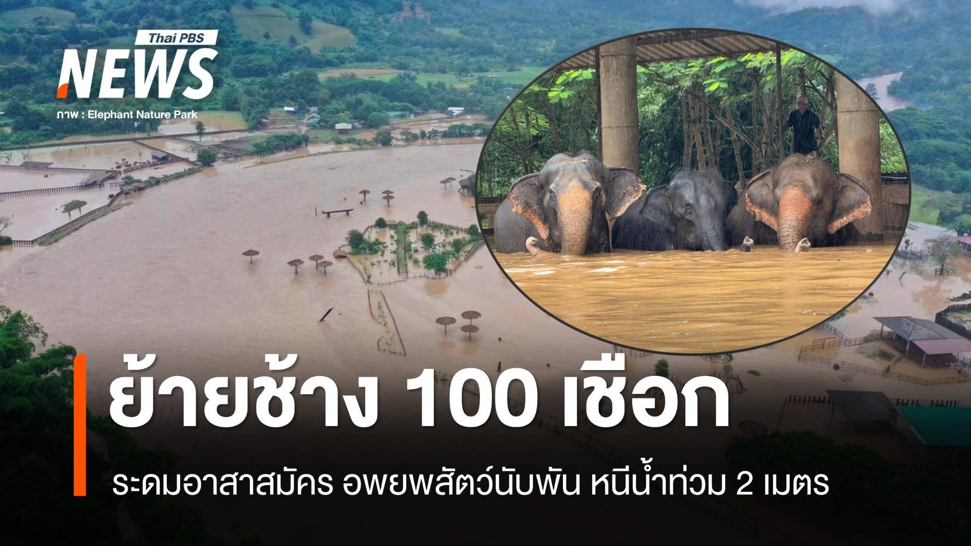 น้ำป่าทะลักอพยพช้าง 100 เชือก สัตว์ป่วยนับพันตัวหนีน้ำสูง 2 เมตร