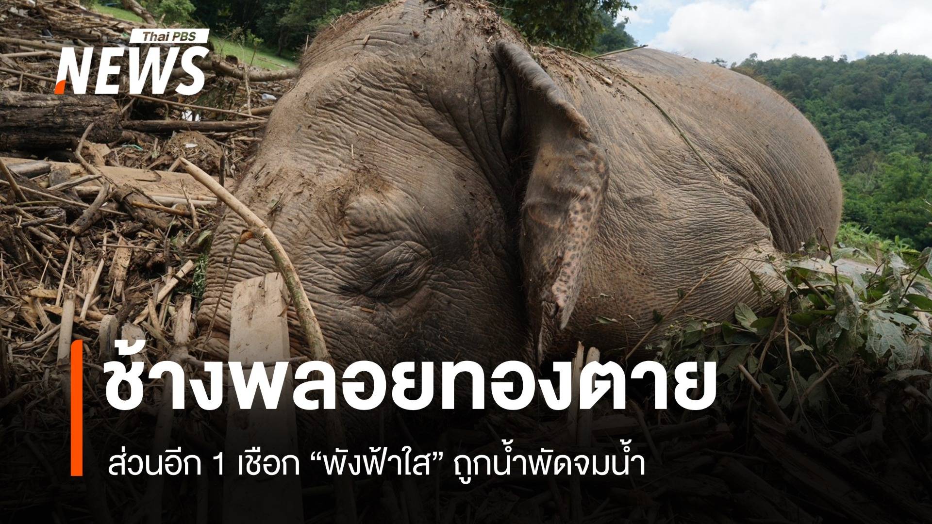 ยัน 2 ซากช้างชื่อ "พลอยทอง" ช้างตาบอด "พังฟ้าใส" จมน้ำตาย