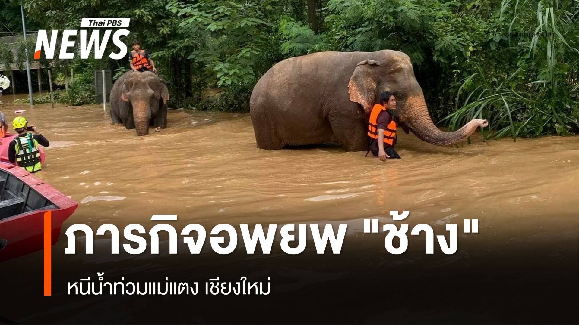 ภารกิจหิน อพยพ "ช้าง" หนีน้ำท่วมแม่แตง เชียงใหม่