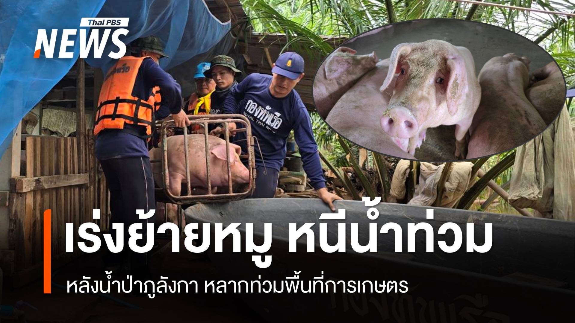 ย้ายหมู 30 ตัว หนีน้ำท่วม หลังน้ำป่าภูลังกา หลากท่วมพื้นที่เกษตร 