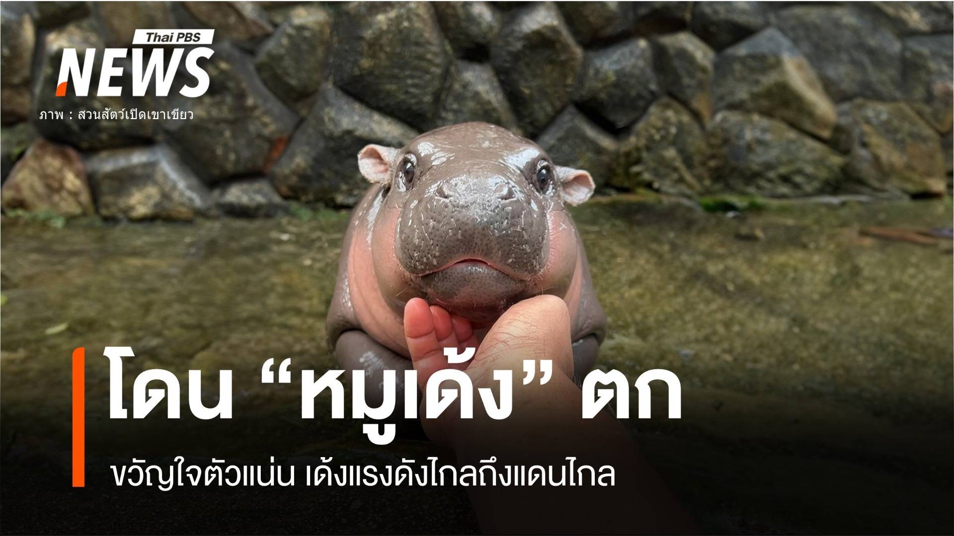 ต้านไม่ไหวซุปตาร์ "หมูเด้ง" ฮิปโปแคระเขาเขียว 