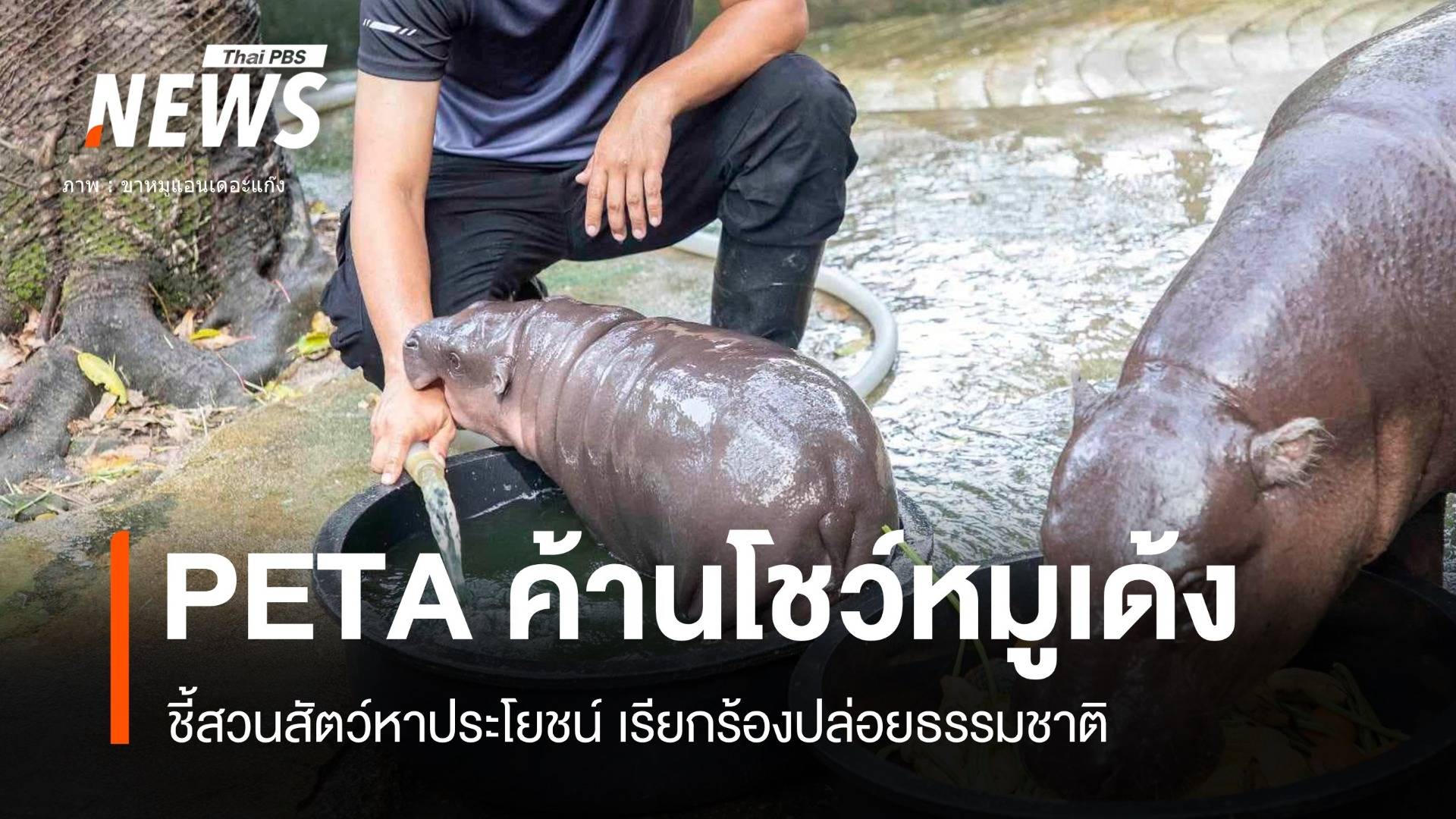 PETA เรียกร้อง "หมูเด้ง" ฮิปโปแคระคืนป่า-อ้างโชว์หาประโยชน์