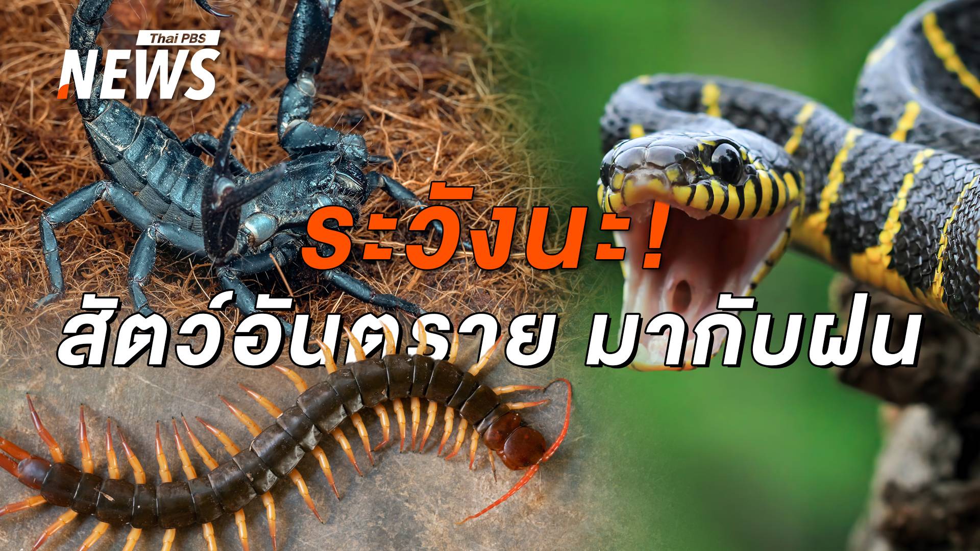 3 วายร้าย สัตว์มีพิษชอบเข้าบ้านหน้าฝน ป้องกันได้ไม่เจ็บตัว 