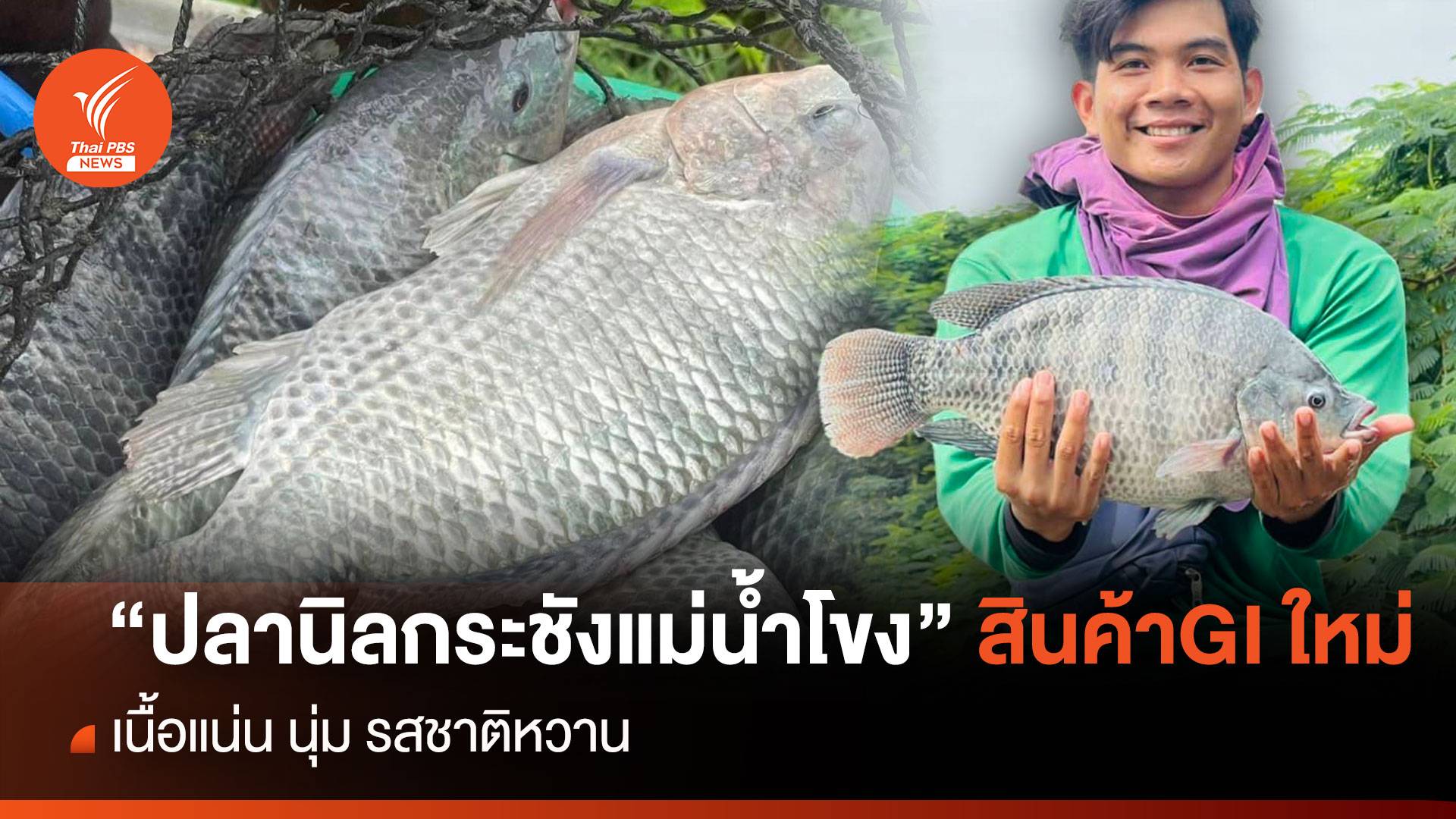 ขึ้นทะเบียนGI “ปลานิลกระชังแม่น้ำโขงหนองคาย” เนื้อแน่น นุ่ม หวาน