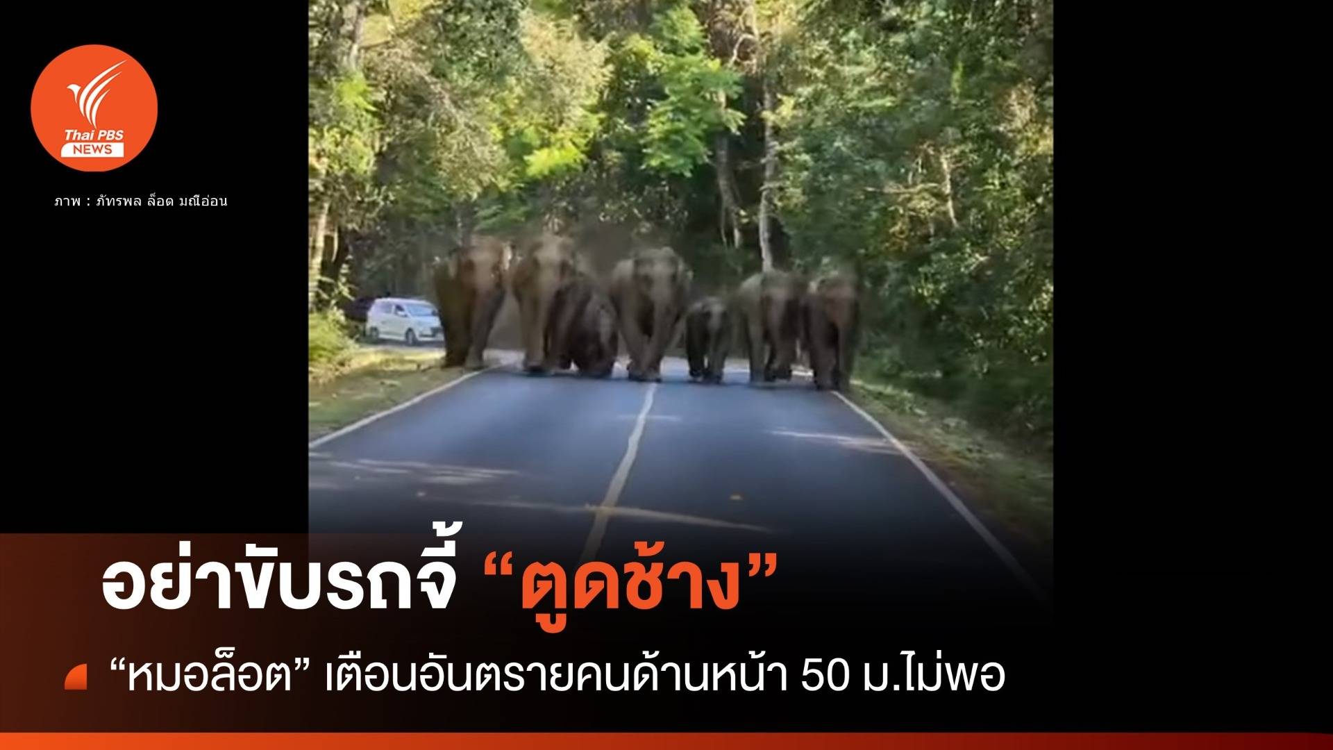 "หมอล็อต" เตือนเที่ยวเขาใหญ่ อย่าขับจี้ "ตูดช้าง" อันตรายมาก