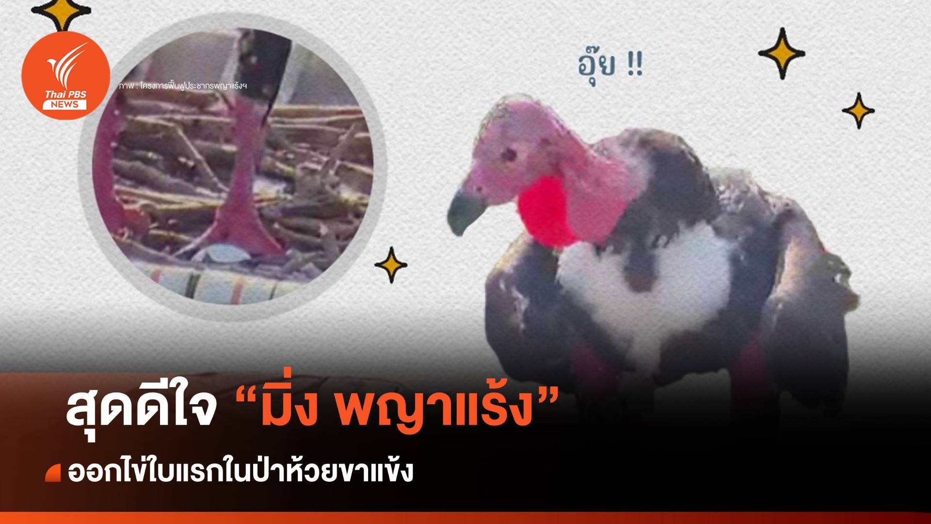 สุดดีใจ! "มิ่ง พญาแร้ง" ออกไข่ใบแรกกลางป่าห้วยขาแข้ง