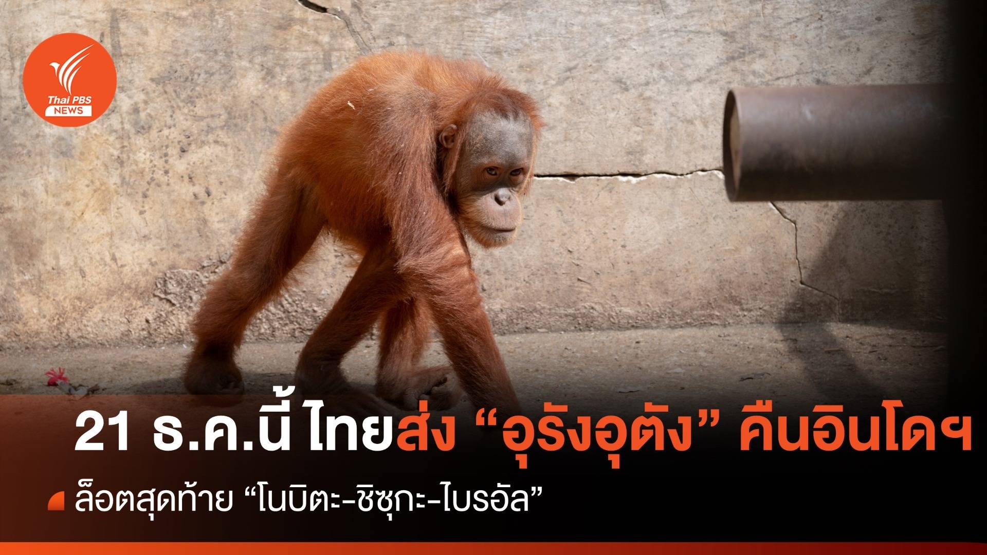 21 ธ.ค.นี้ ไทยส่งลิงอุรังอุตัง 3 ตัวล็อตสุดท้าย คืนอินโดนีเซีย