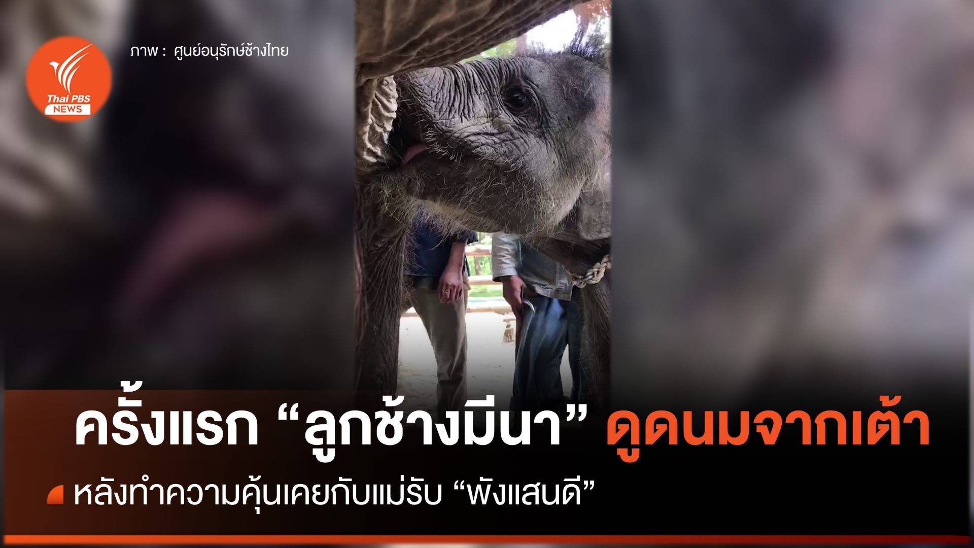 นาทีประทับใจ ครั้งแรก "มีนา" ดูดนมจากเต้าแม่รับ "พังแสนดี"
