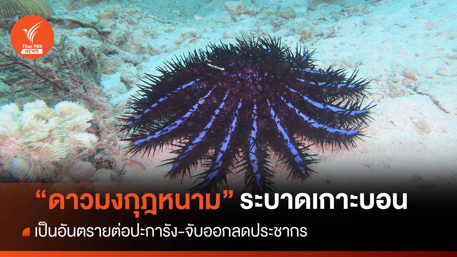 ลดประชากรศัตรูปะการัง “ดาวมงกุฎหนาม” ระบาดรอบเกาะบอน