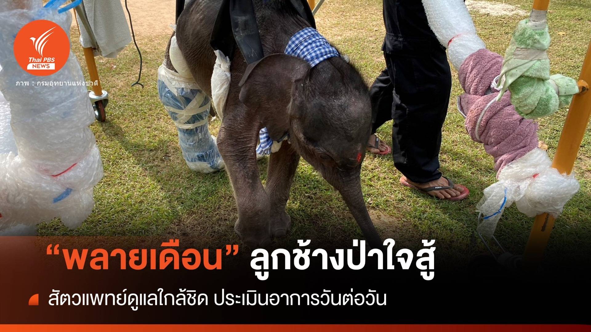 ช้างใจสู้ "พลายเดือน" สัตวแพทย์ต้องดูแลใกล้ชิด-ประเมินรายวัน