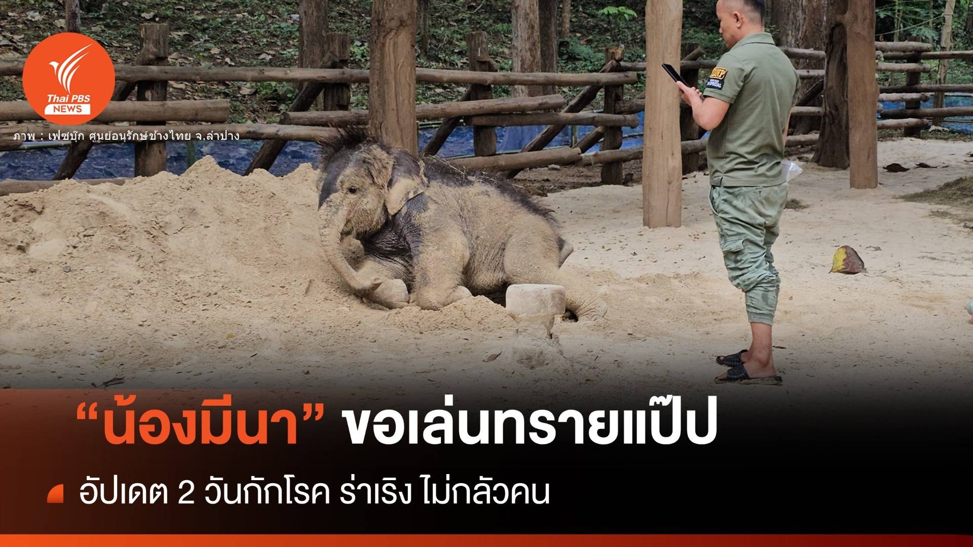 แจกความสดใส "มีนา" ลูกช้างป่าคลุกทราย-เล่นน้ำ-วิ่งซน