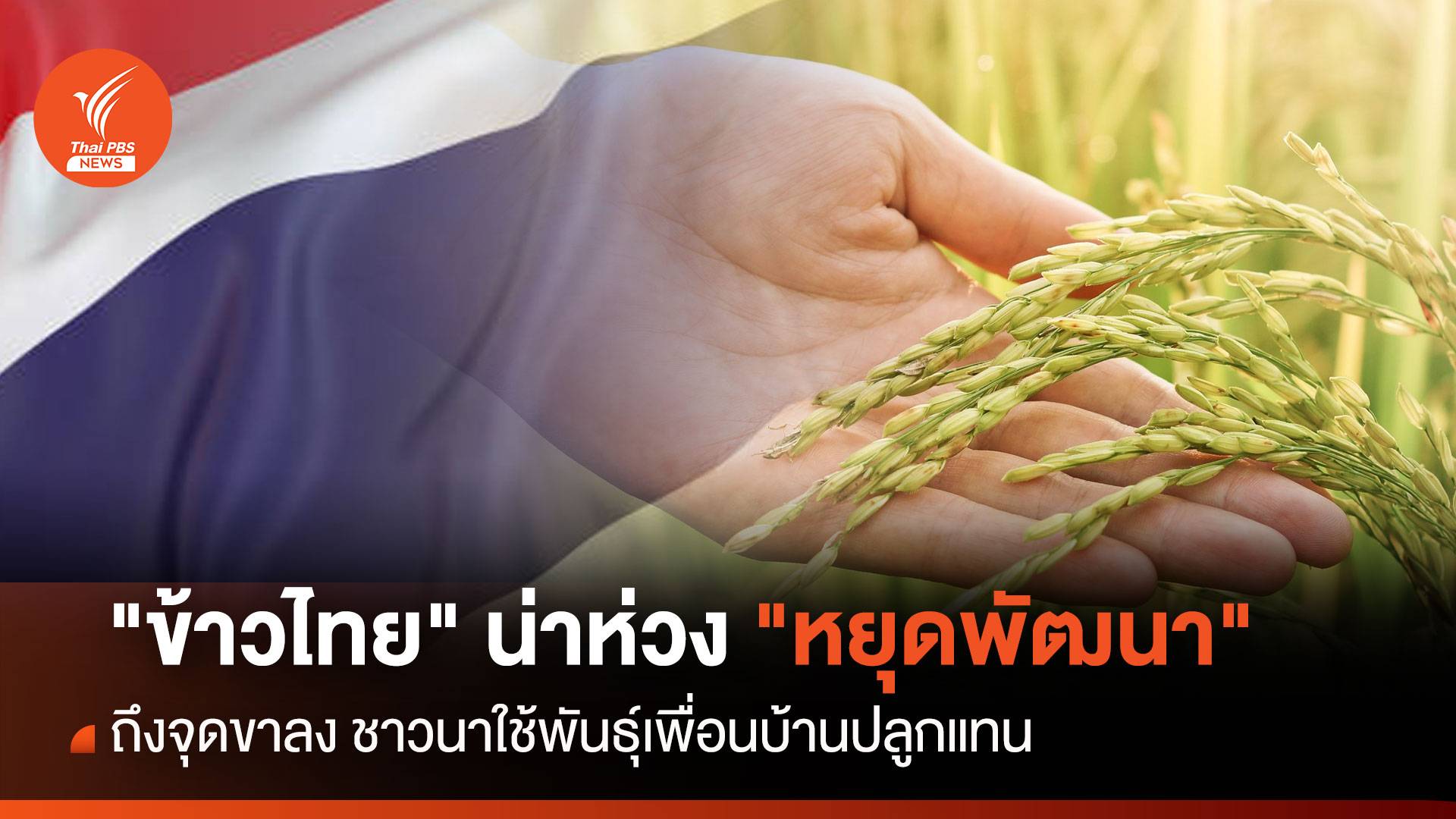 "ข้าวไทย" น่าห่วง "หยุดพัฒนา" ชาวนาใช้พันธุ์เพื่อนบ้านปลูกแทน