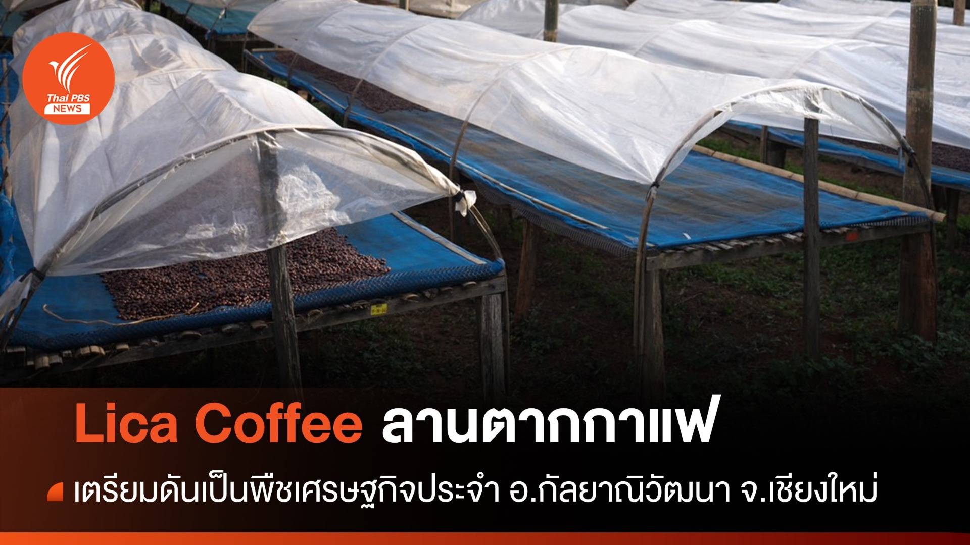 "Lica Coffee" ลานตากกาแฟหนึ่งเดียวใน ต.บ้านแม่แดด อ.กัลยาณิวัฒนา