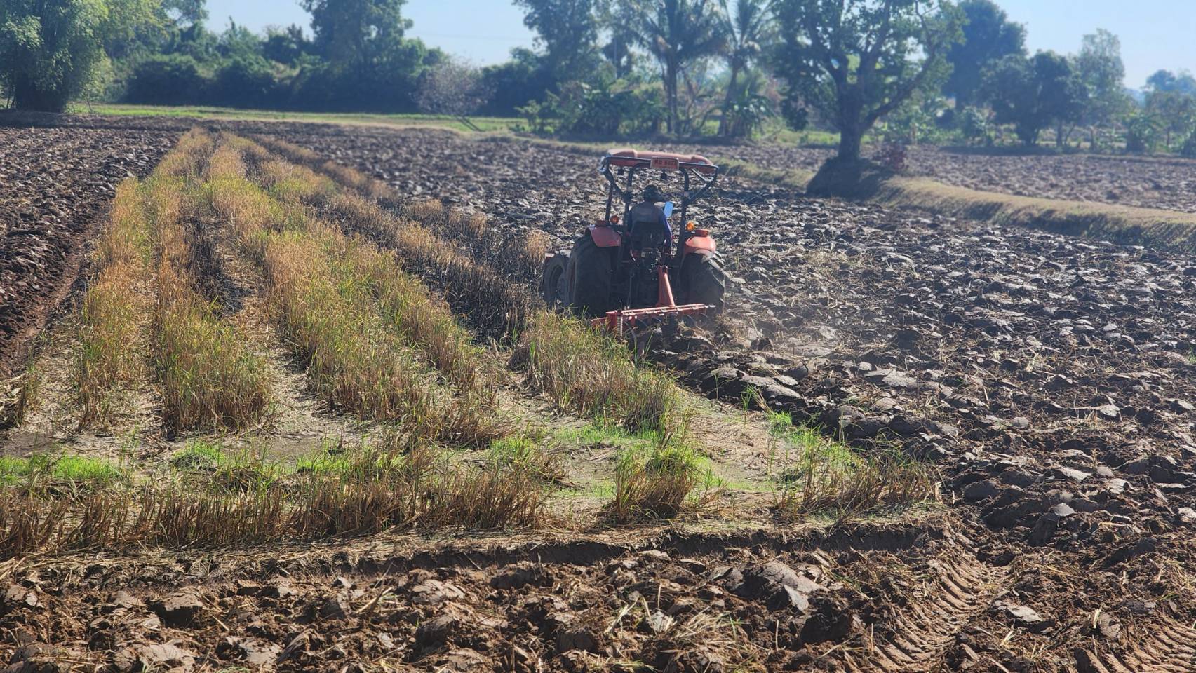 รมว.เกษตรฯ ชี้ "ผิดกฎหมาย" ชาวนาไทยลักลอบปลูก "ข้าวเวียดนาม"