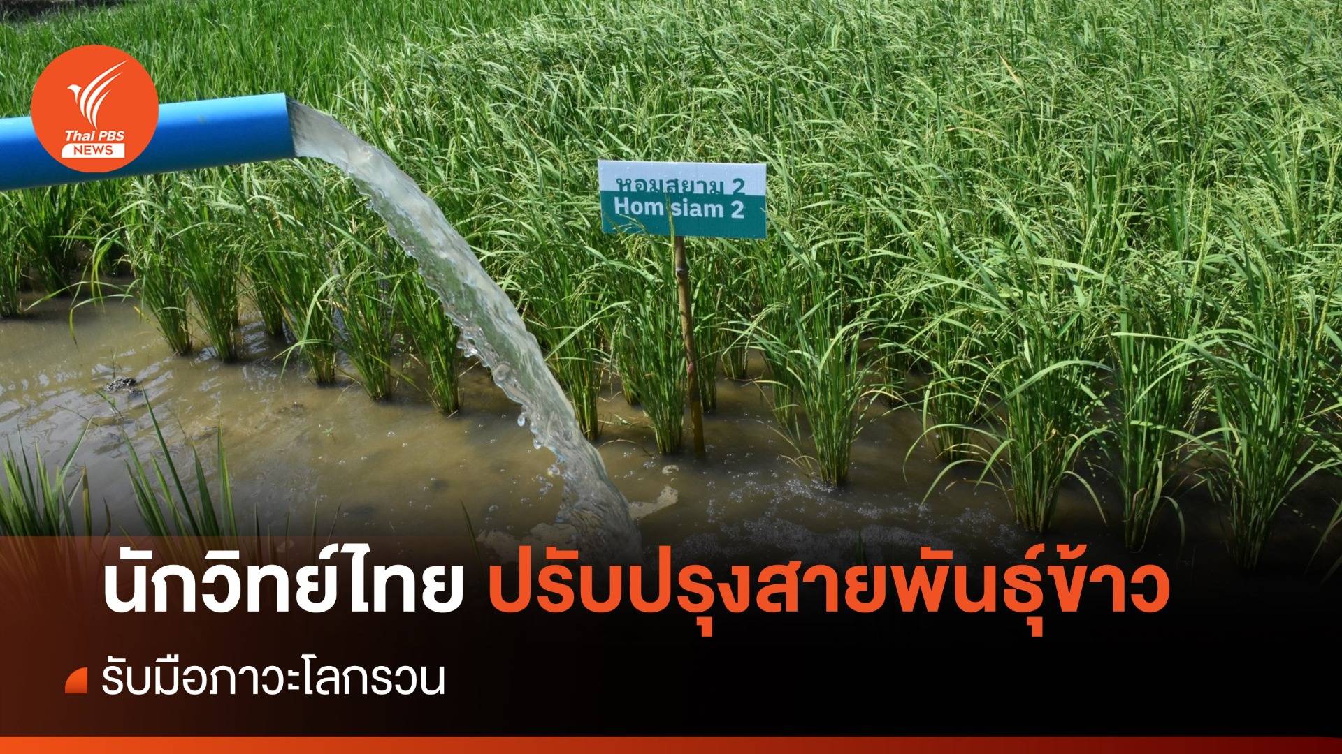 "ศูนย์วิทยาศาสตร์ข้าว -ไบโอเทค" ปรับปรุงสายพันธุ์ข้าว รับมือภาวะโลกรวน