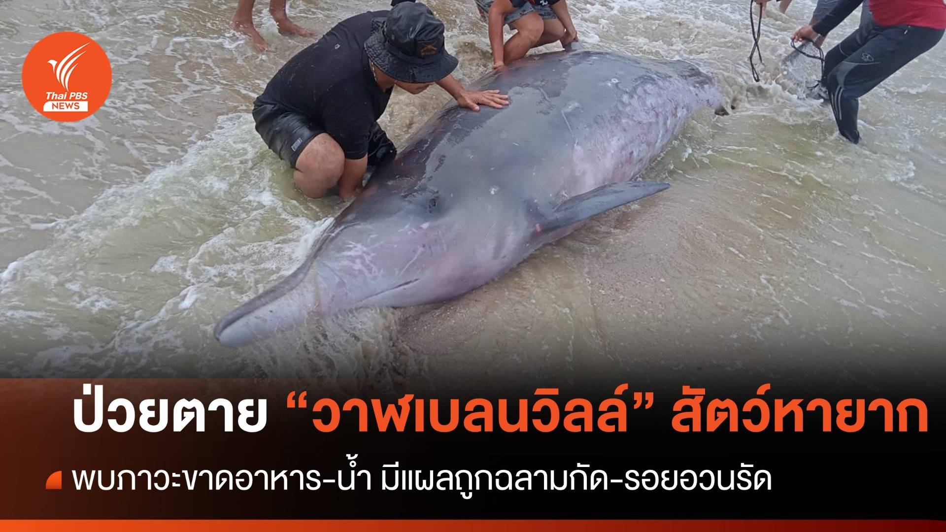 ตายแล้ว "วาฬเบลนวิลล์" พบแผลถูกฉลามกัด-รอยอวนรัด