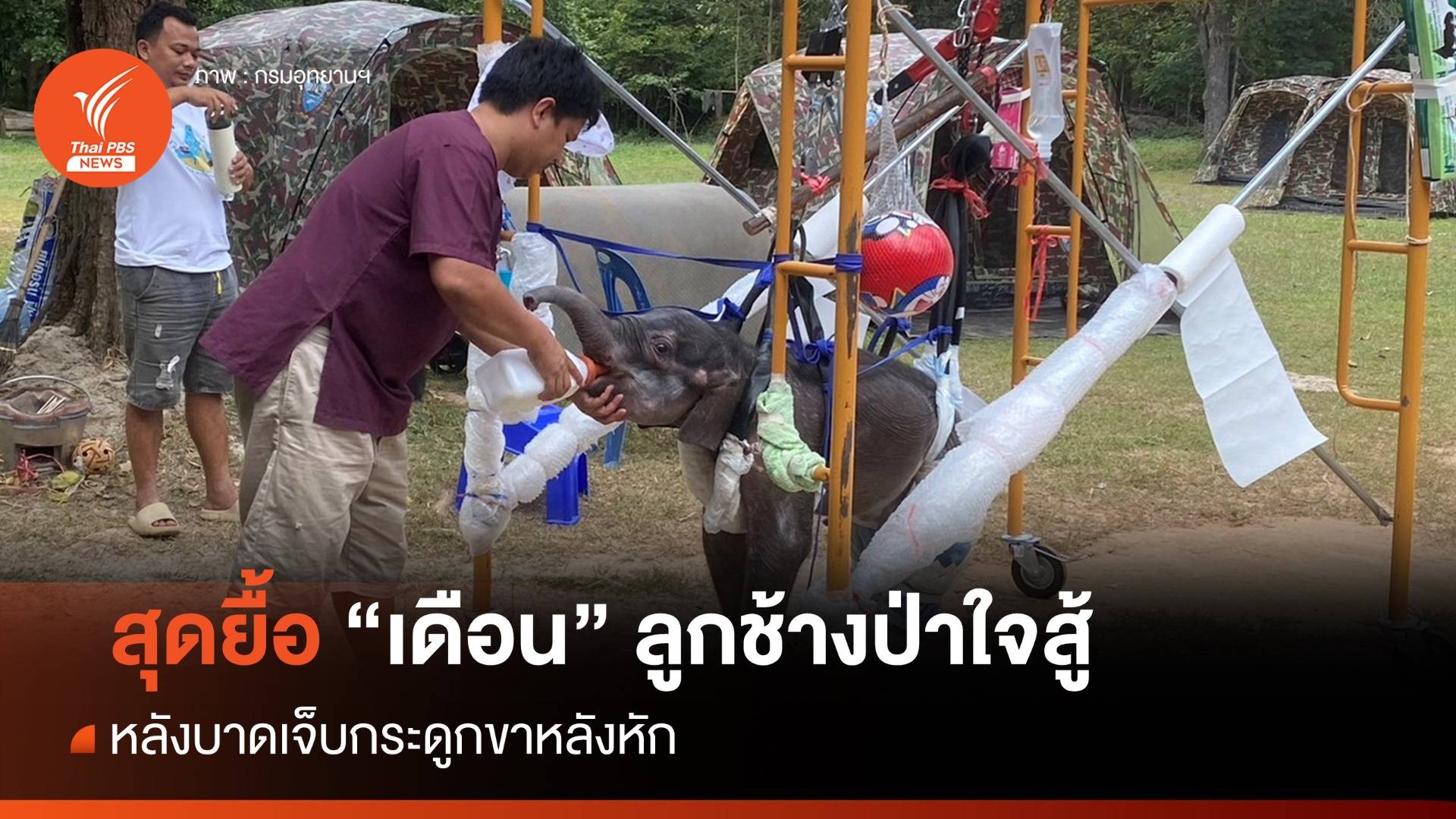 สุดยื้อ "เดือน" ลูกช้างป่าใจสู้ ทับลาน
