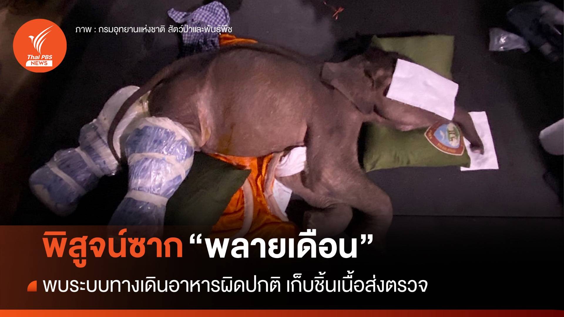 สัตวแพทย์ชันสูตร "พลายเดือน" พบระบบทางเดินอาหารผิดปกติ