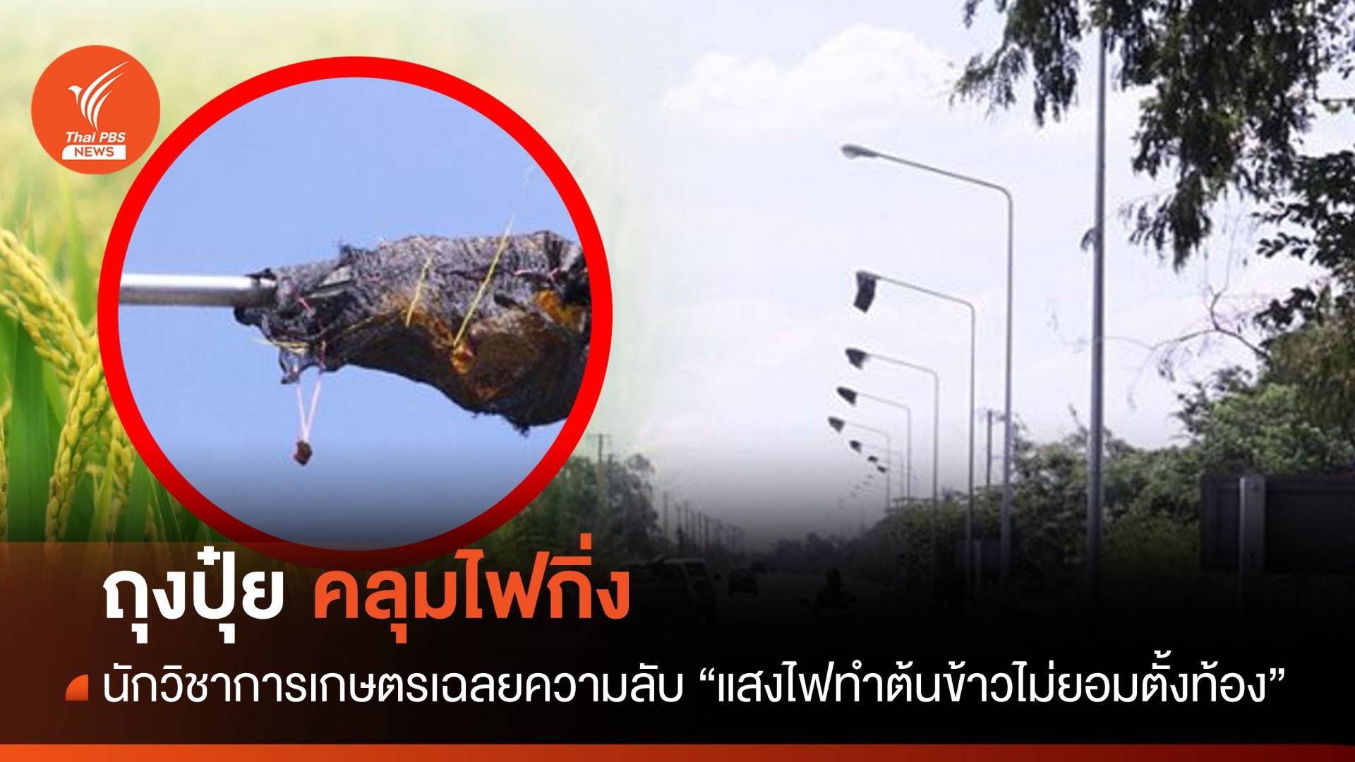 ไขความลับ! ถุงปุ๋ยคลุมไฟกิ่งกับการบังคับให้ข้าว "ตั้งท้อง"