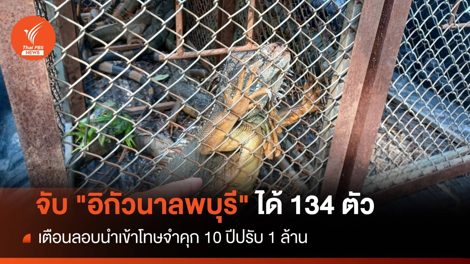 จับ "อิกัวนา" เข้าคุมตัวในสถานีเพาะเลี้ยง 134 ตัว