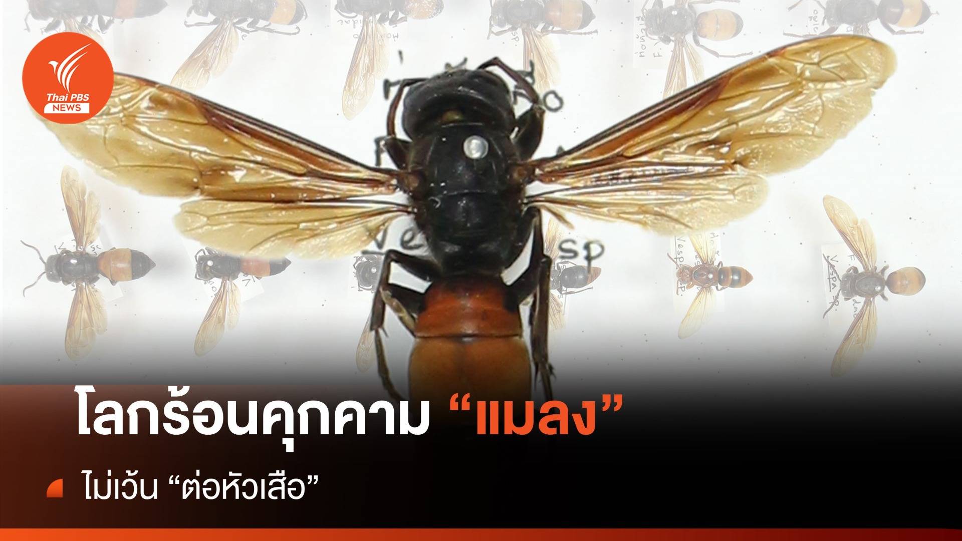 "ต่อหัวเสือ" วายร้ายตัวจิ๋ว ยังสยบโลกร้อน วงจรชีวิตเปลี่ยน