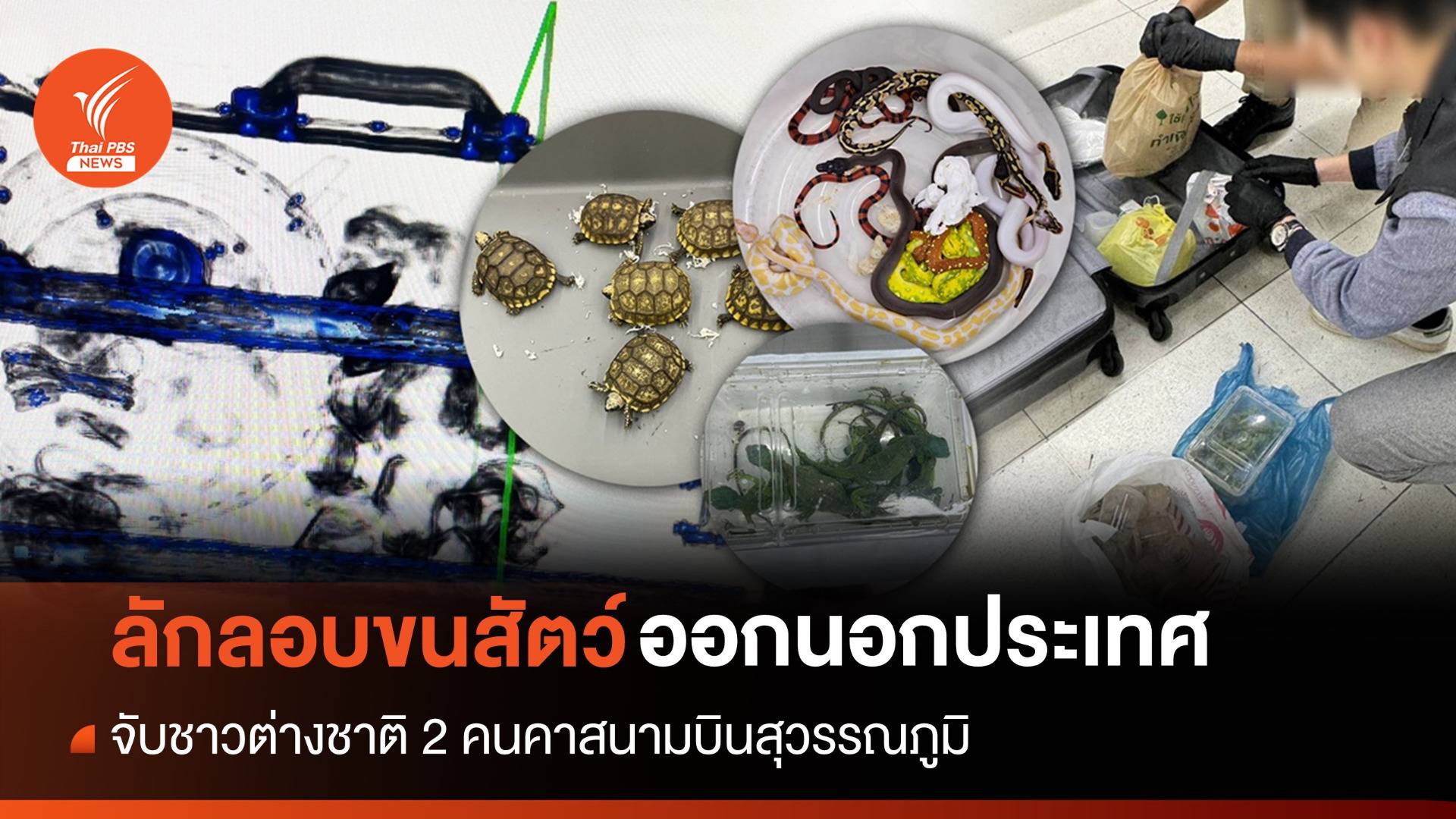 จับคาสุวรรณภูมิ! ชายต่างชาติ 2 คนลอบขนสัตว์ออกนอกประเทศ