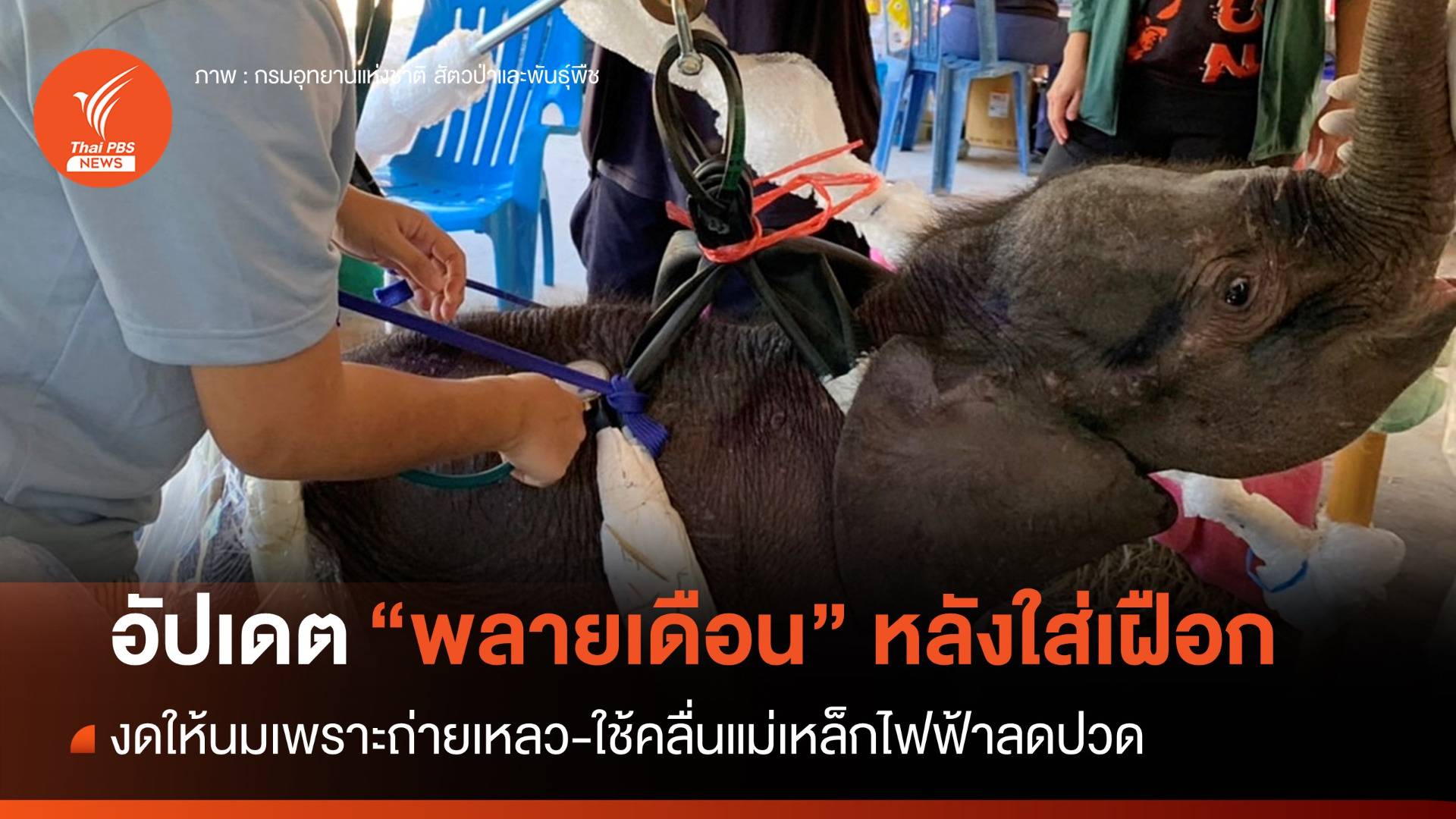ส่งใจช่วย "พลายเดือน" หมองดนมเพราะถ่ายเหลว-พาเดินเล่นช้าๆ