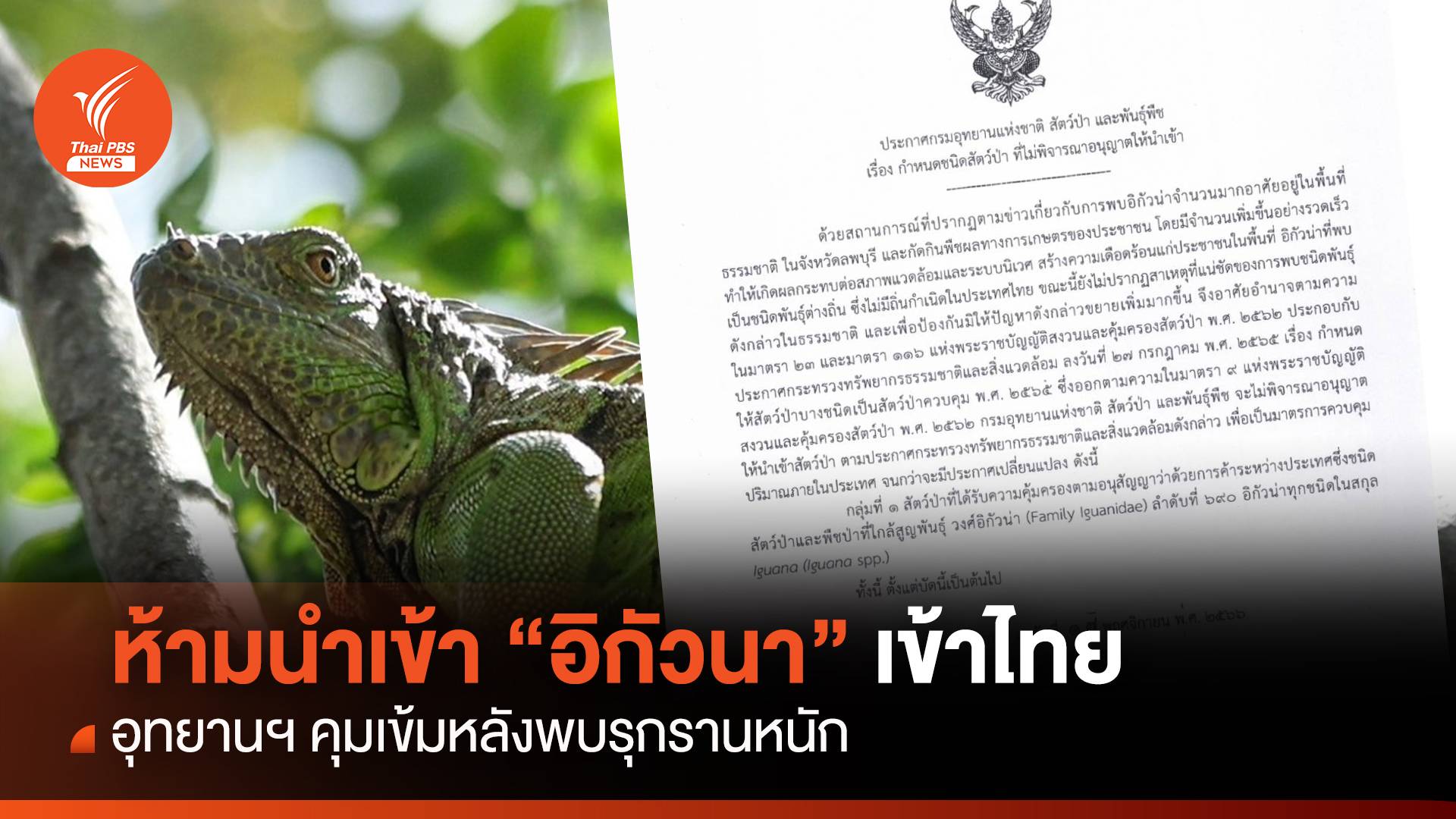 ห้ามนำเข้า "อิกัวนา" ทุกชนิดเข้าไทย หลังพบรุกรานหนัก