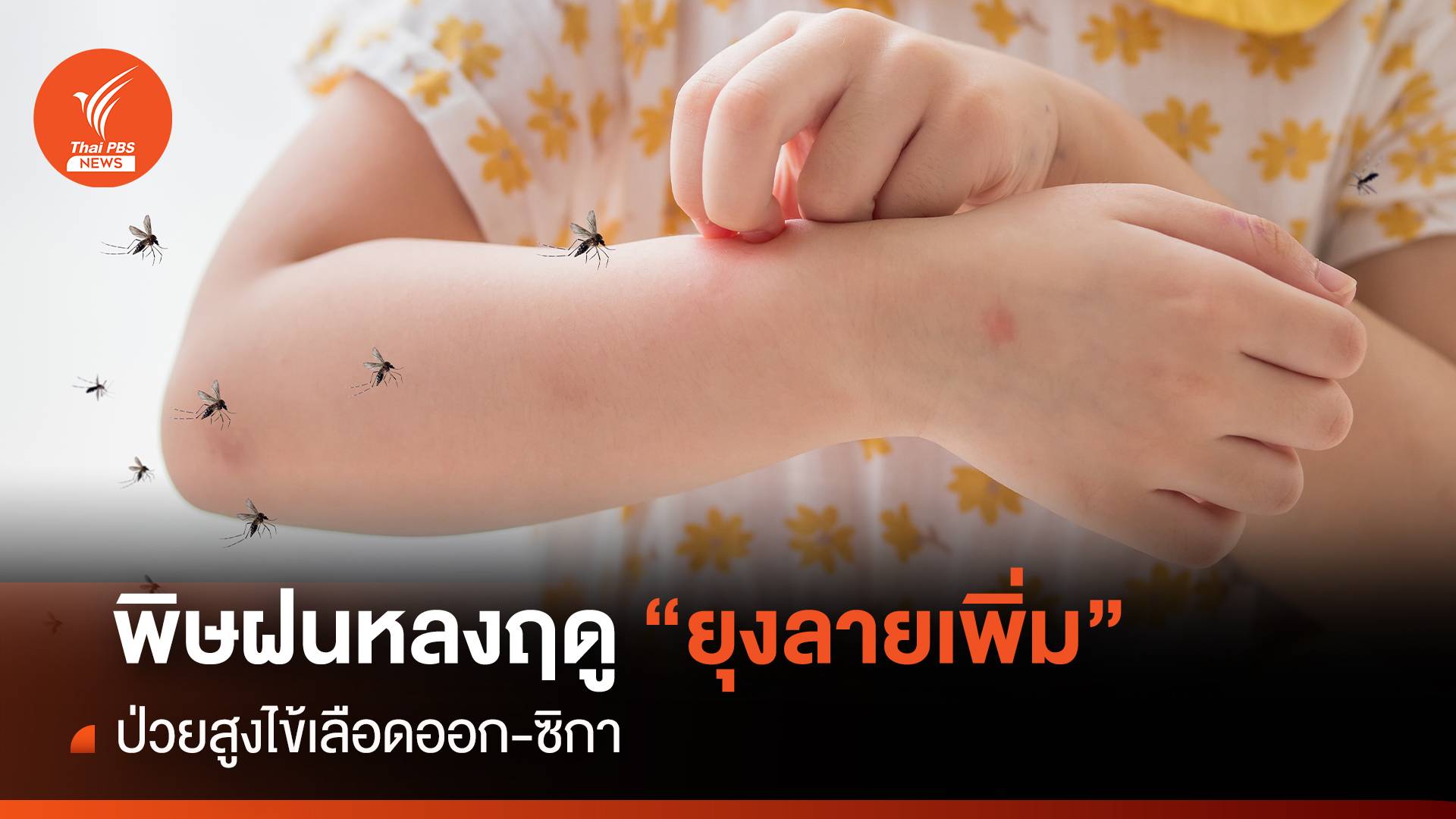 พิษฝนหลงฤดู "ยุงลายเพิ่ม"ป่วยสูงไข้เลือดออก-ซิกา