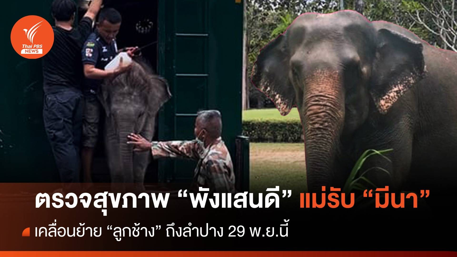 ตรวจสุขภาพ "พังแสนดี" แม่รับลูกช้าง "มีนา" เจอกันที่ลำปาง 29 พ.ย.นี้