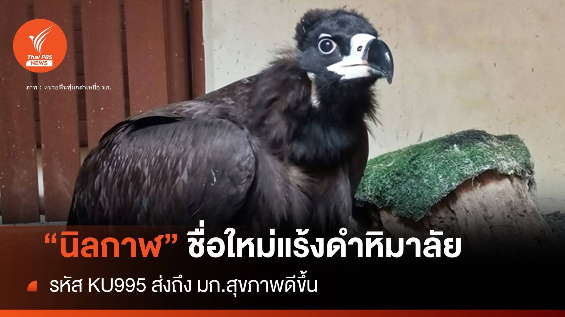 "แร้งดำหิมาลัย" กำแพงเพชรได้รหัส KU995 อีก 2-3 เดือนปล่อย