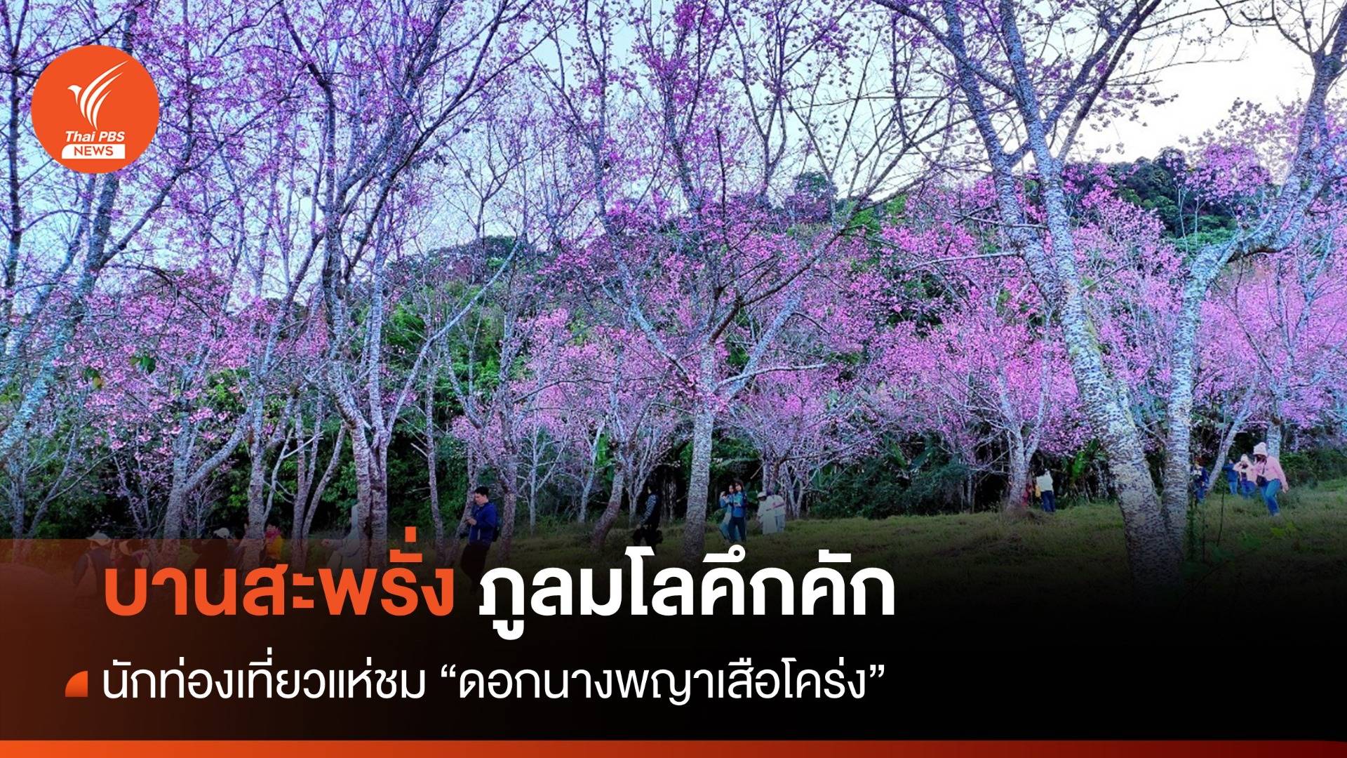 ภูลมโลคึกคัก นักท่องเที่ยวแห่ชม "ดอกนางพญาเสือโคร่ง"