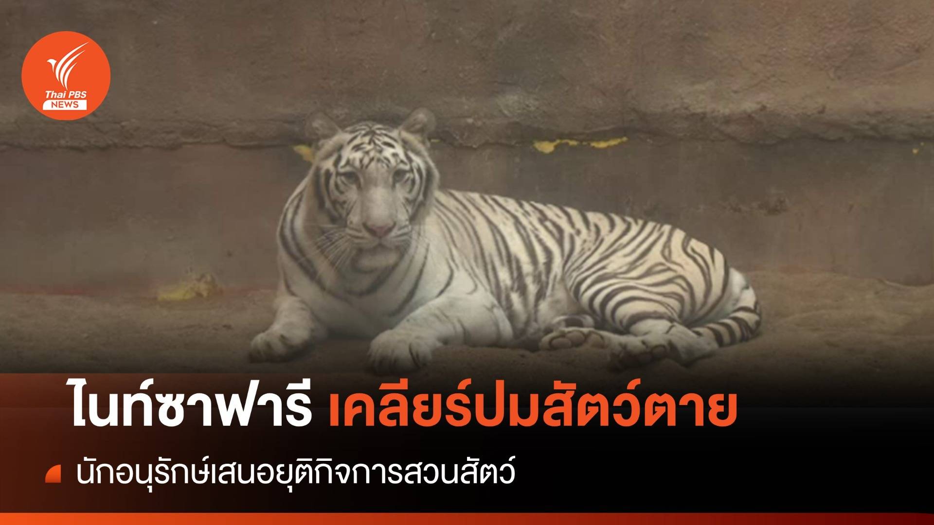 "ไนท์ซาฟารี" เคลียร์ปมสัตว์ตาย-นักอนุรักษ์ จี้ยุติกิจการสวนสัตว์