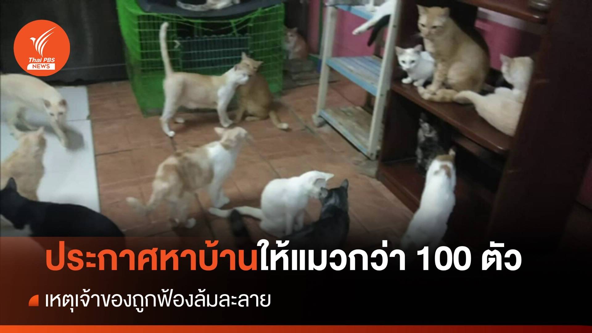 ประกาศหาบ้านให้แมวกว่า 100 ชีวิต หลังเจ้าของถูกฟ้องล้มละลาย