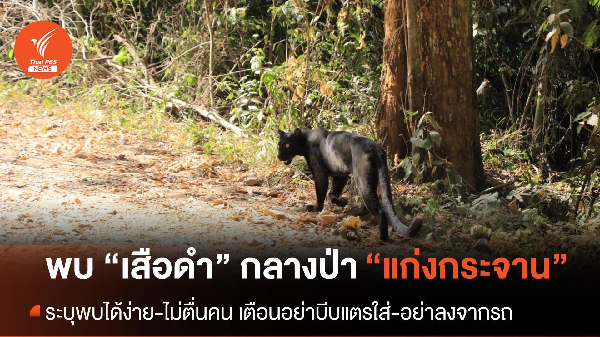พบ “เสือดำ” เดินโชว์ตัวทางขึ้นพะเนินทุ่ง แก่งกระจาน