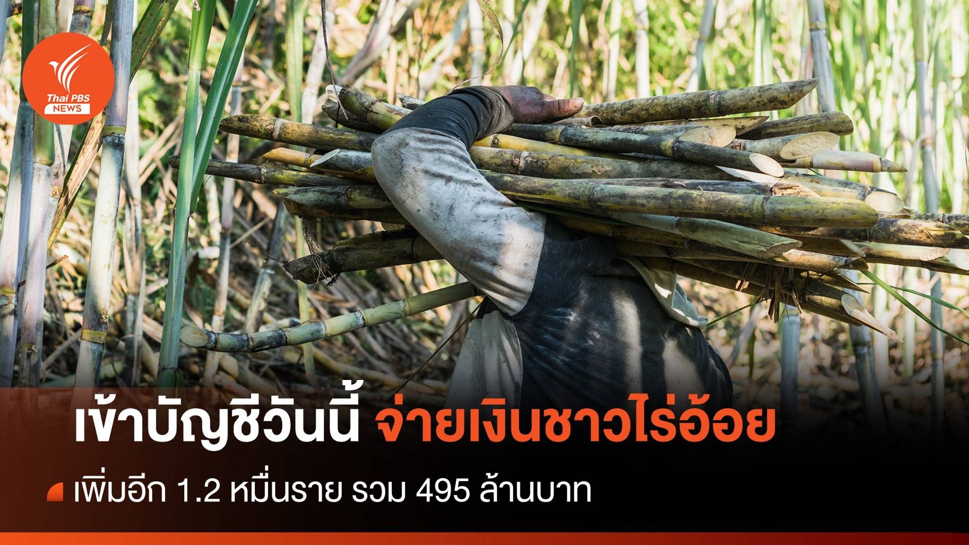 จ่ายเงินชาวไร่อ้อย เพิ่มอีก 1.2 หมื่นราย รวม 495 ล้าน 10 ม.ค.นี้
