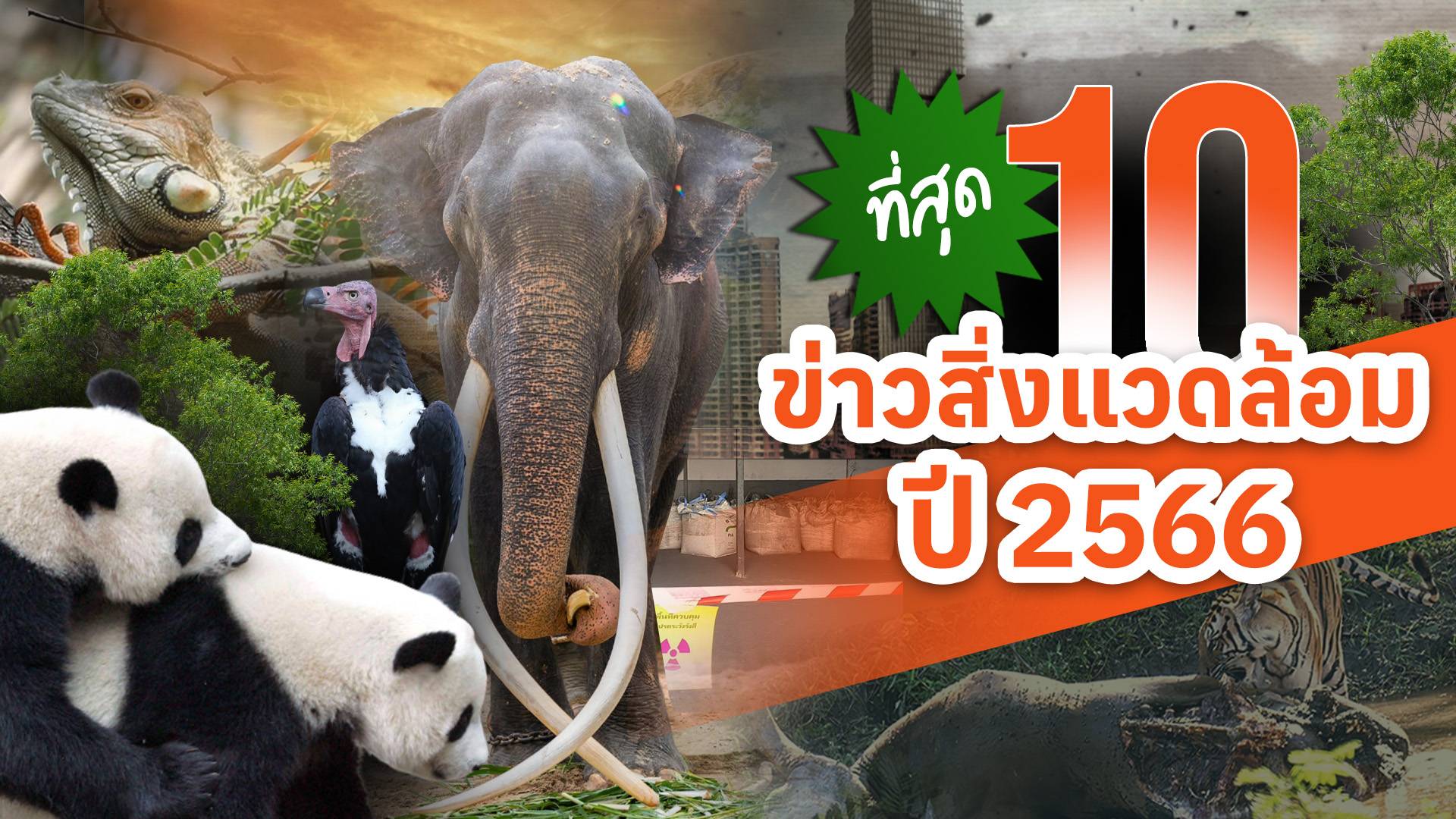 ที่สุด 10 ข่าวสิ่งแวดล้อมแห่งปี 2566 "พลายศักดิ์สุรินทร์" กลับไทย