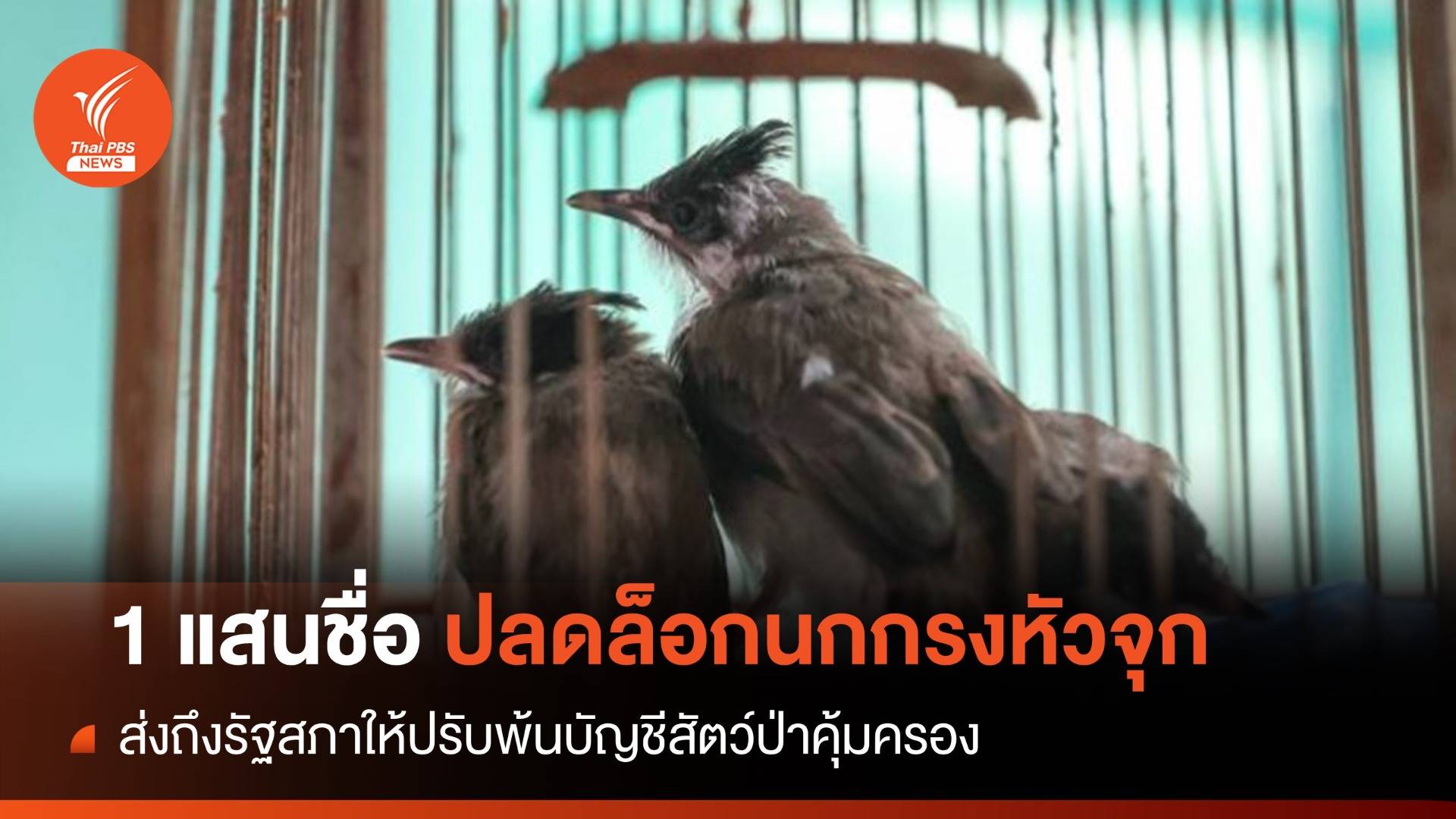 ส่ง 1 แสนชื่อปลดล็อก "นกกรงหัวจุก" พ้นบัญชีสัตว์ป่า