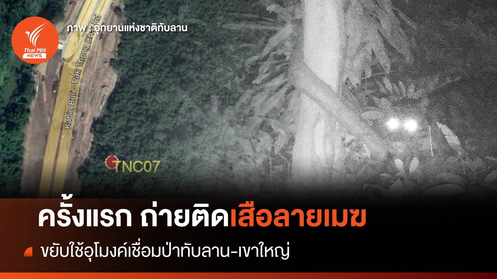 ครั้งแรก! "เสือลายเมฆ" เข้าใช้พื้นที่อุโมงค์เชื่อมป่า 304